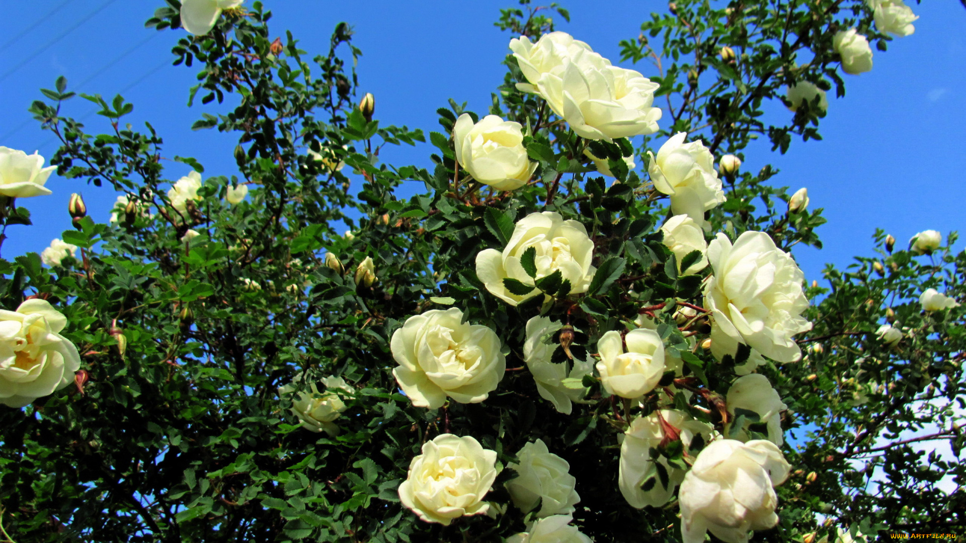 цветы, розы, белый