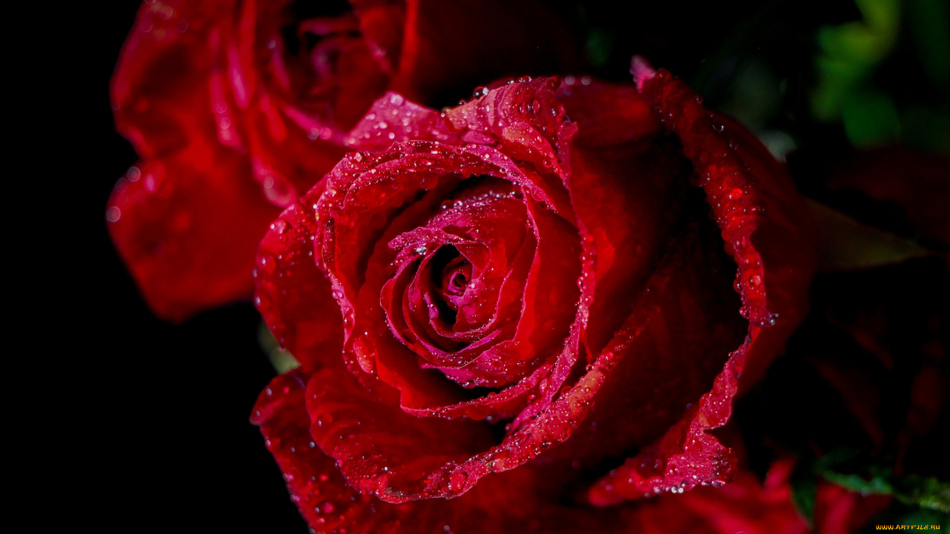 цветы, розы, листья, rose, bud, лепестки, бутон, роза, цветение, blossoms, leaves, petals