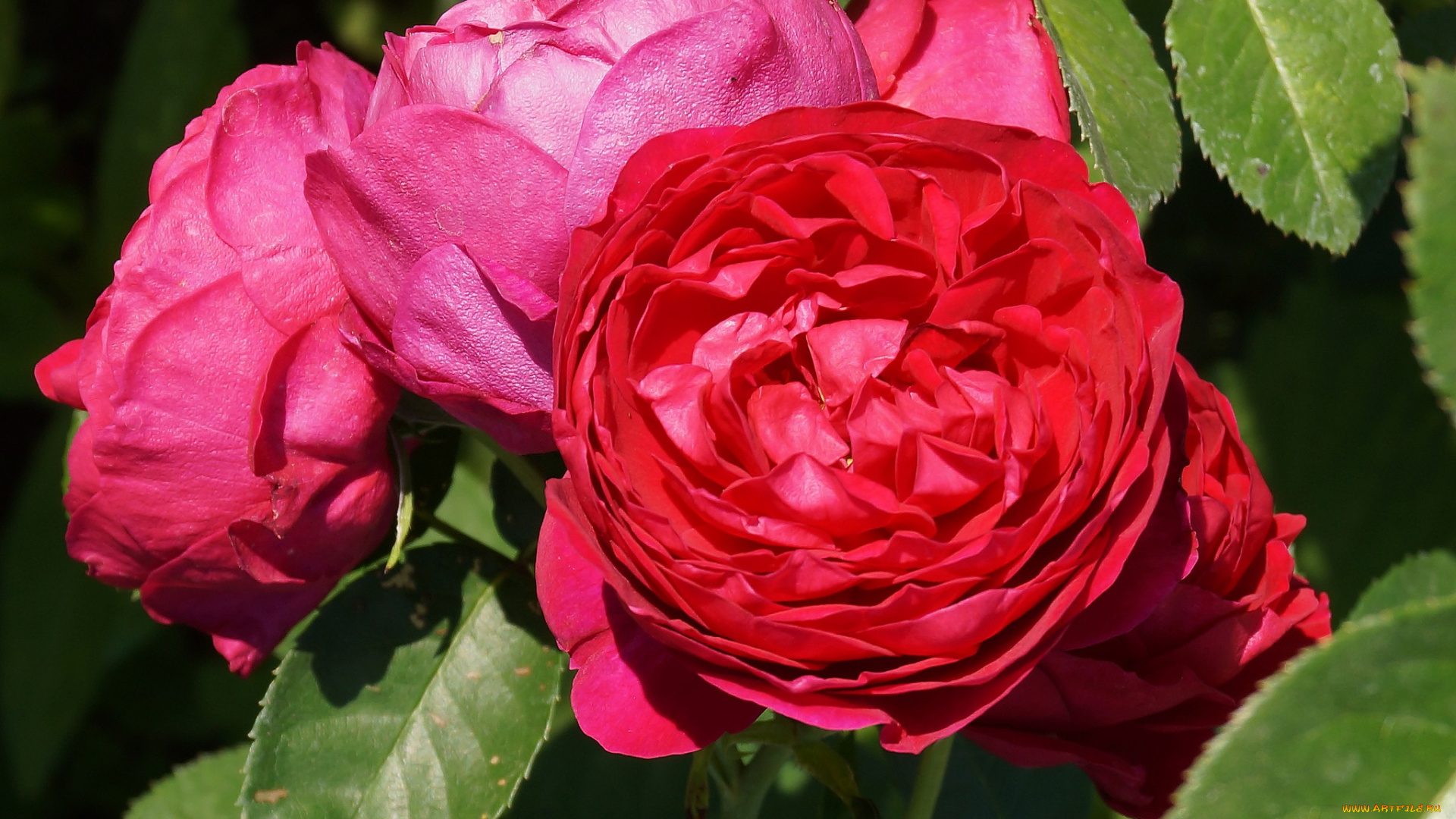 цветы, розы, роза, бутон, цветение, rose, bud, bloom