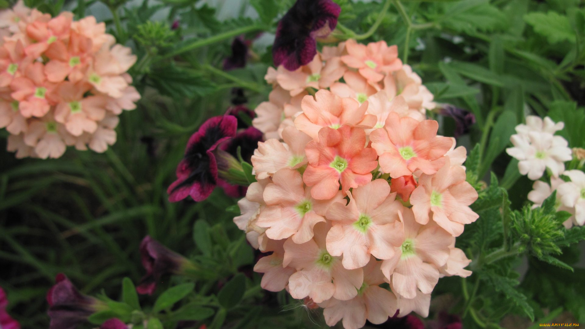 цветы, вербена, соцветие