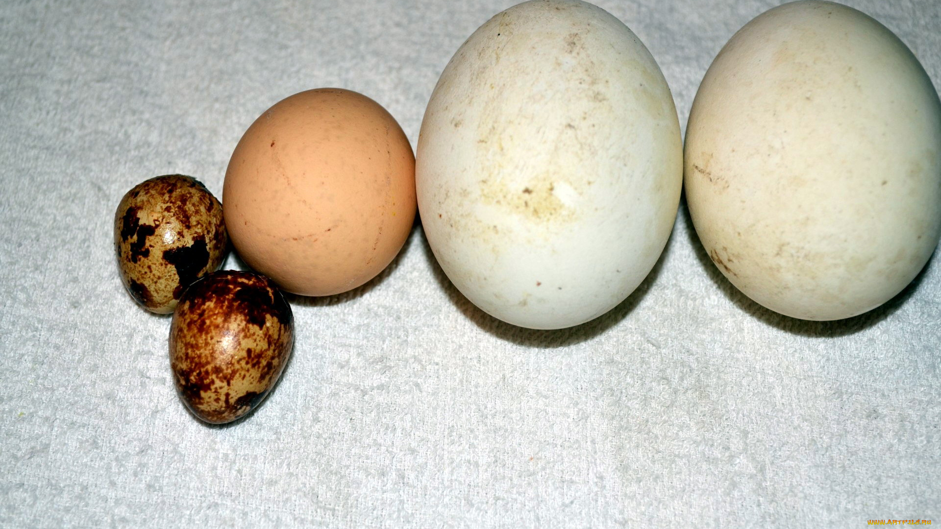 еда, Яйца, куриные, перепелиные