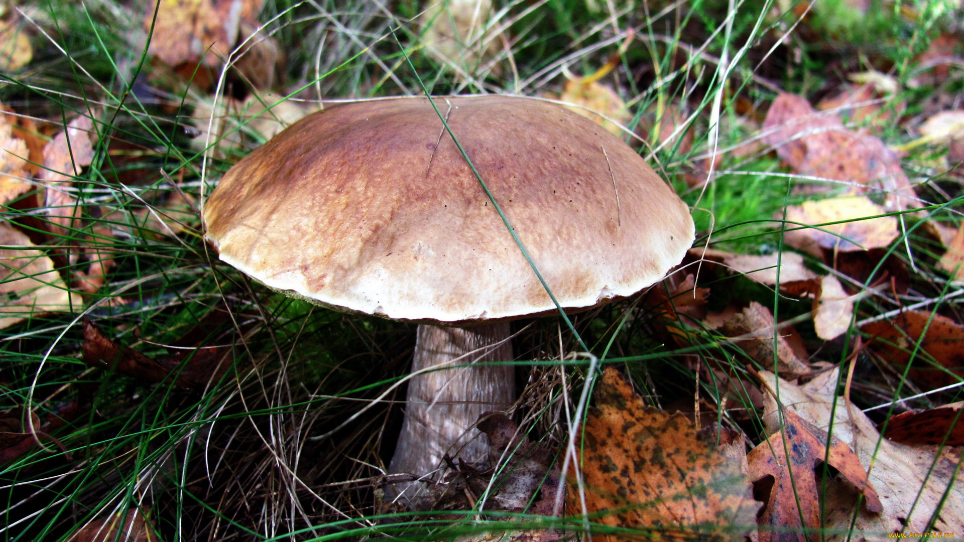 природа, грибы, боровик