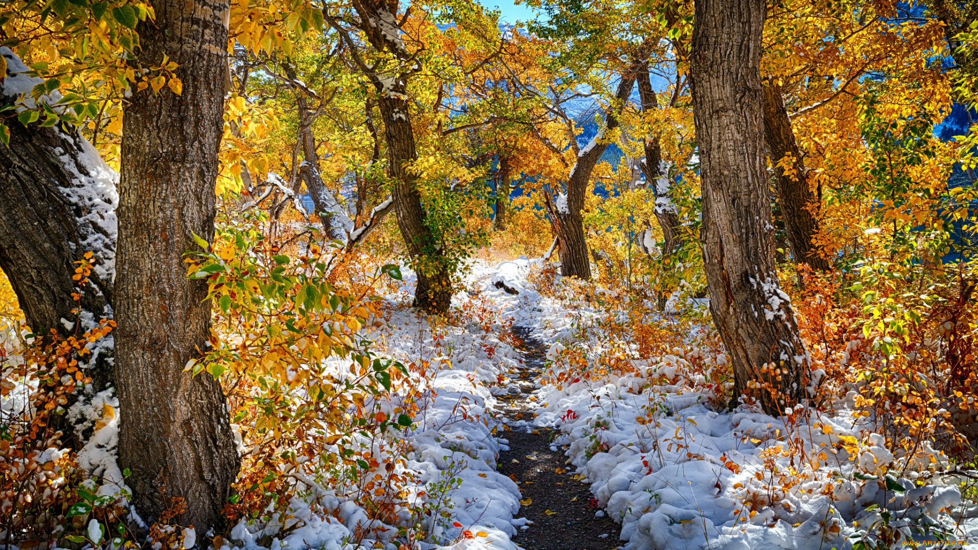 природа, лес, простор