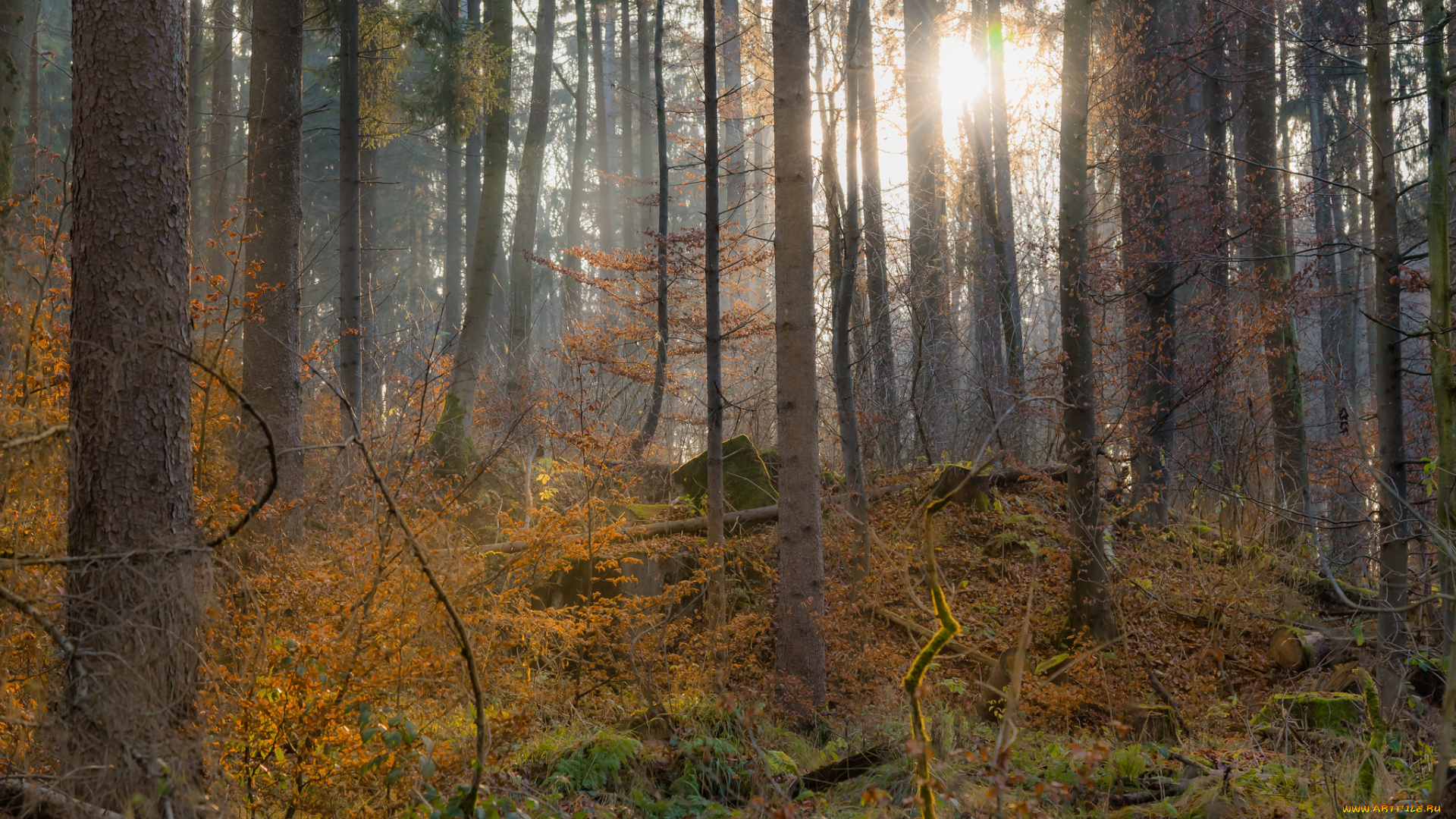 природа, лес, простор