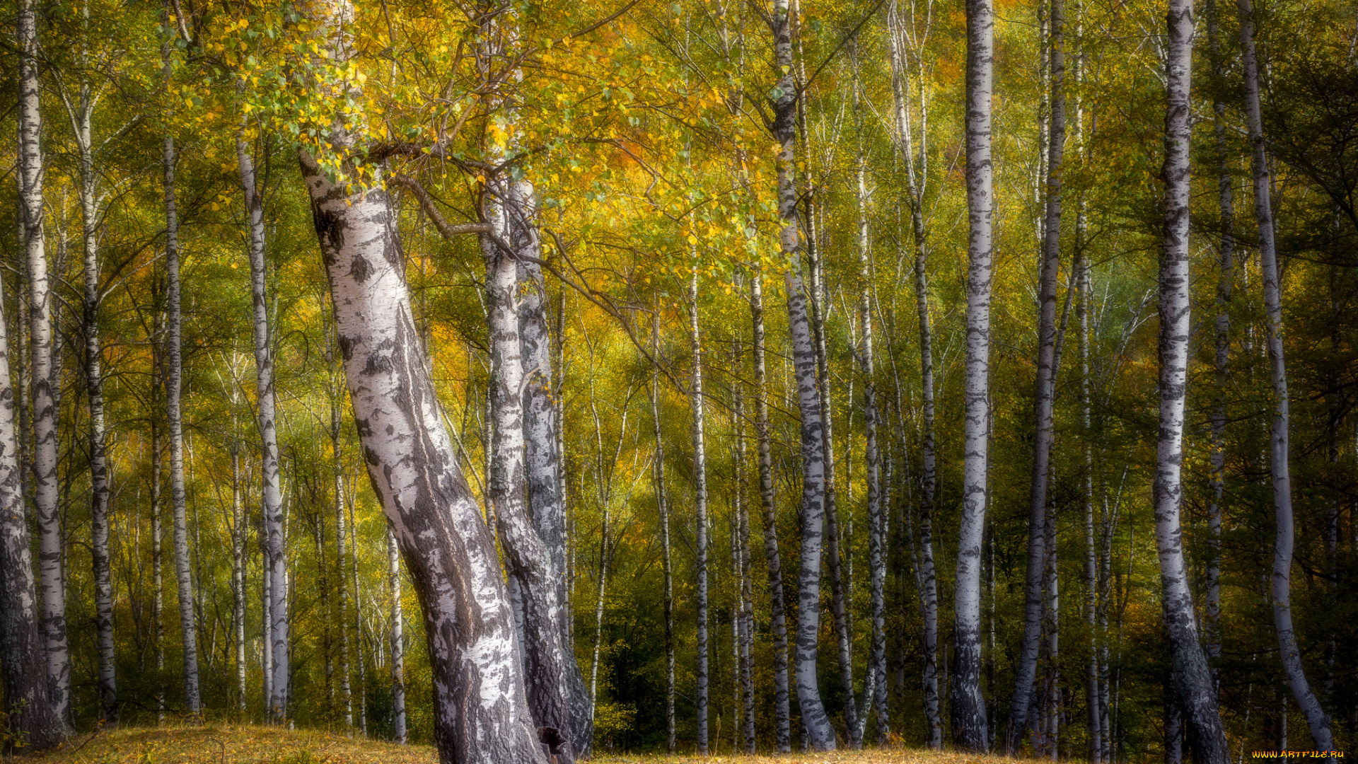 природа, лес, простор