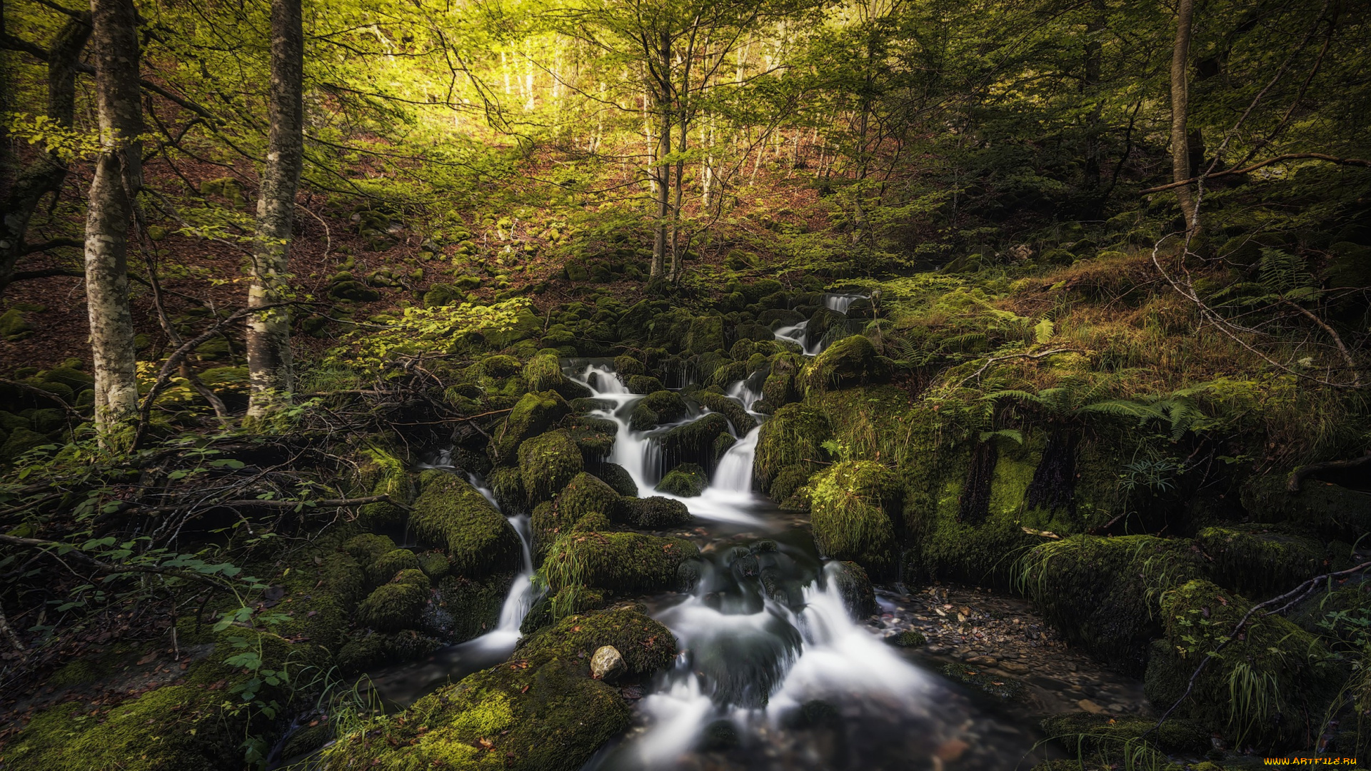 природа, лес, простор