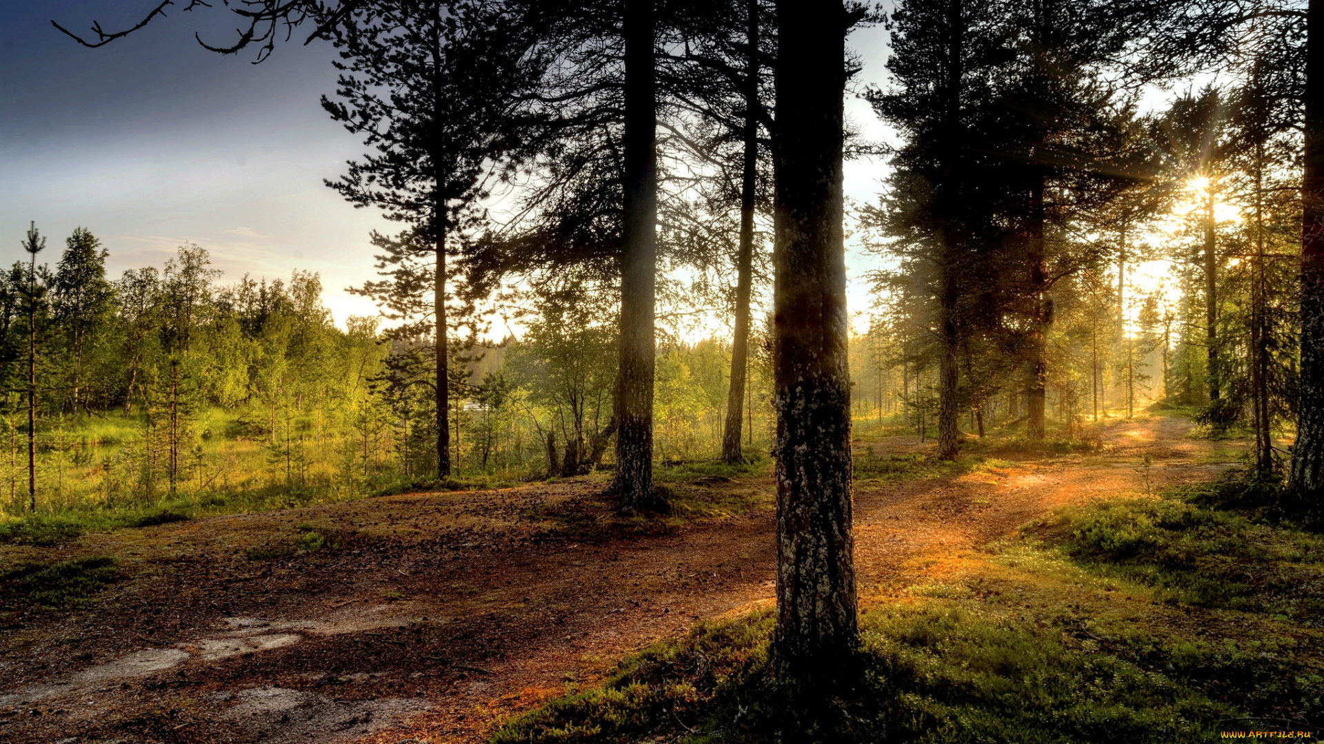 природа, лес, простор