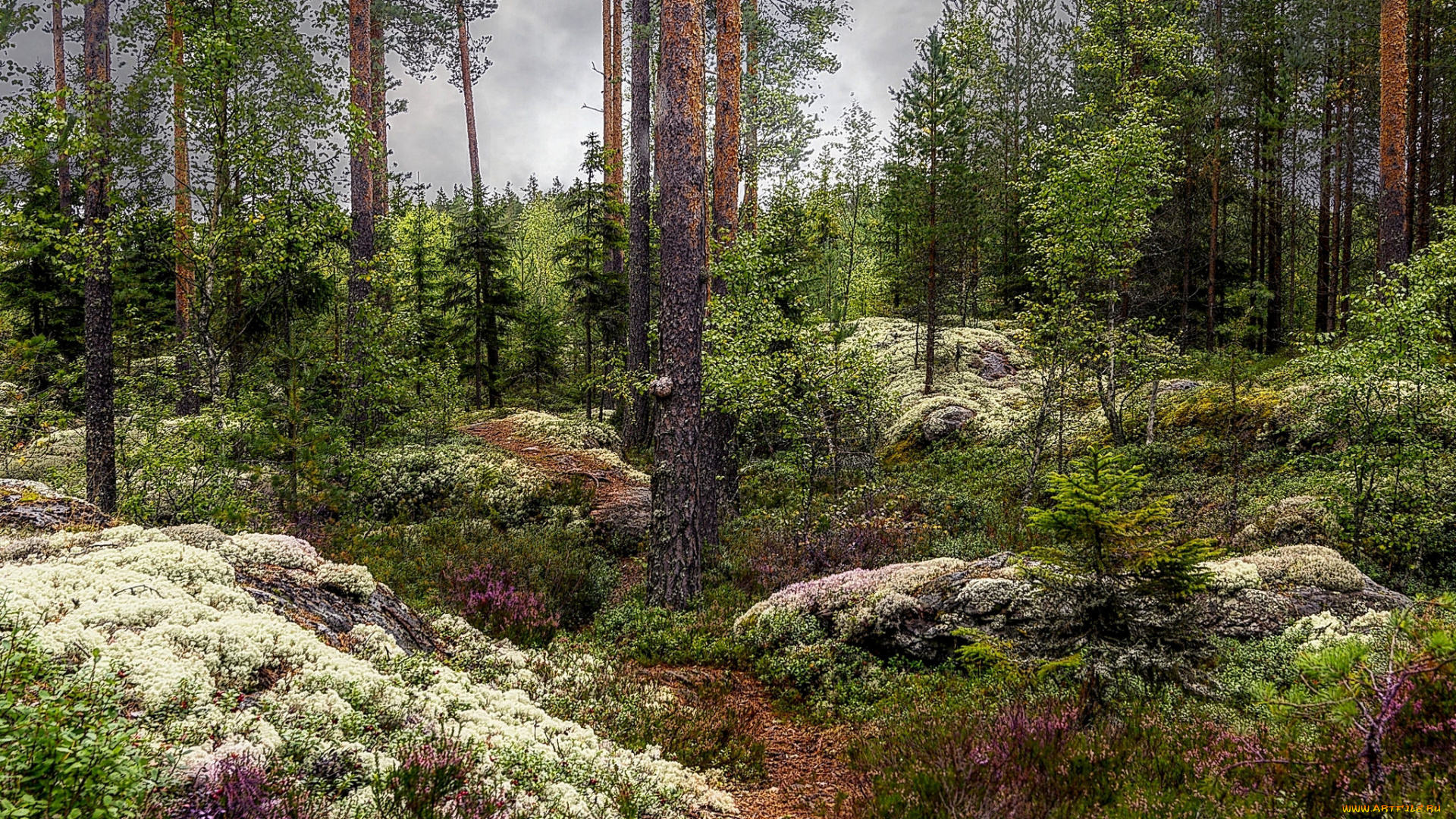 природа, лес, простор