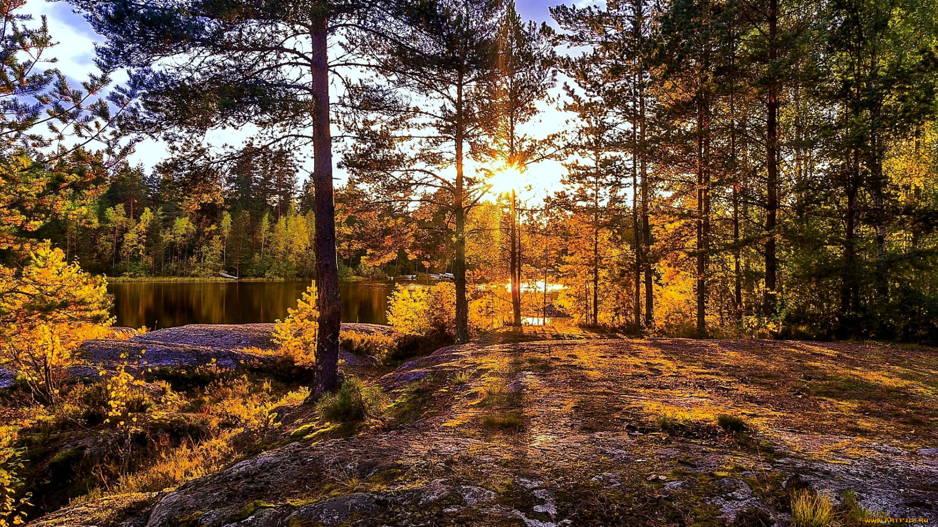 природа, лес, простор