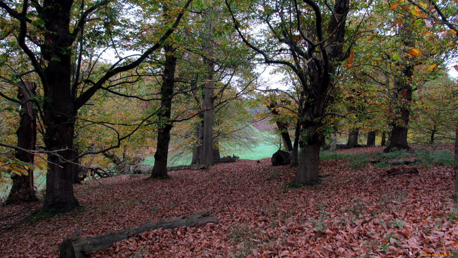 природа, парк, осень, листопад, листва