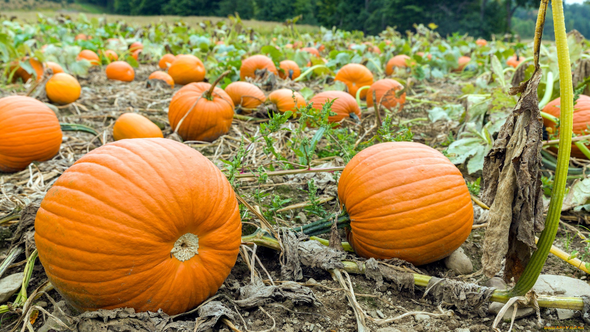 природа, плоды, тыква