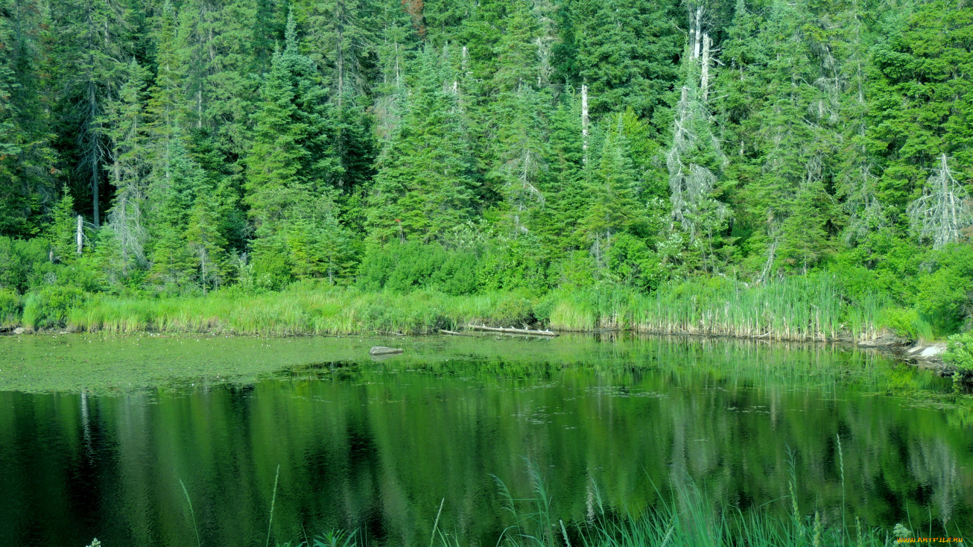 природа, реки, озера, пруд, изумрудный, лес