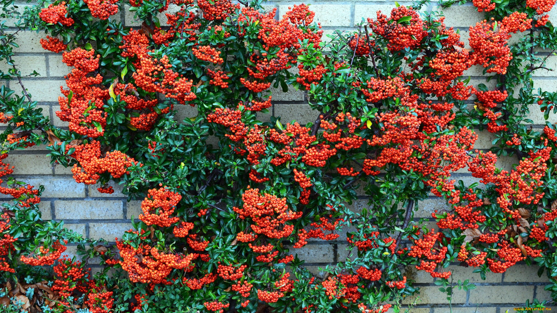 природа, Ягоды, пираканта