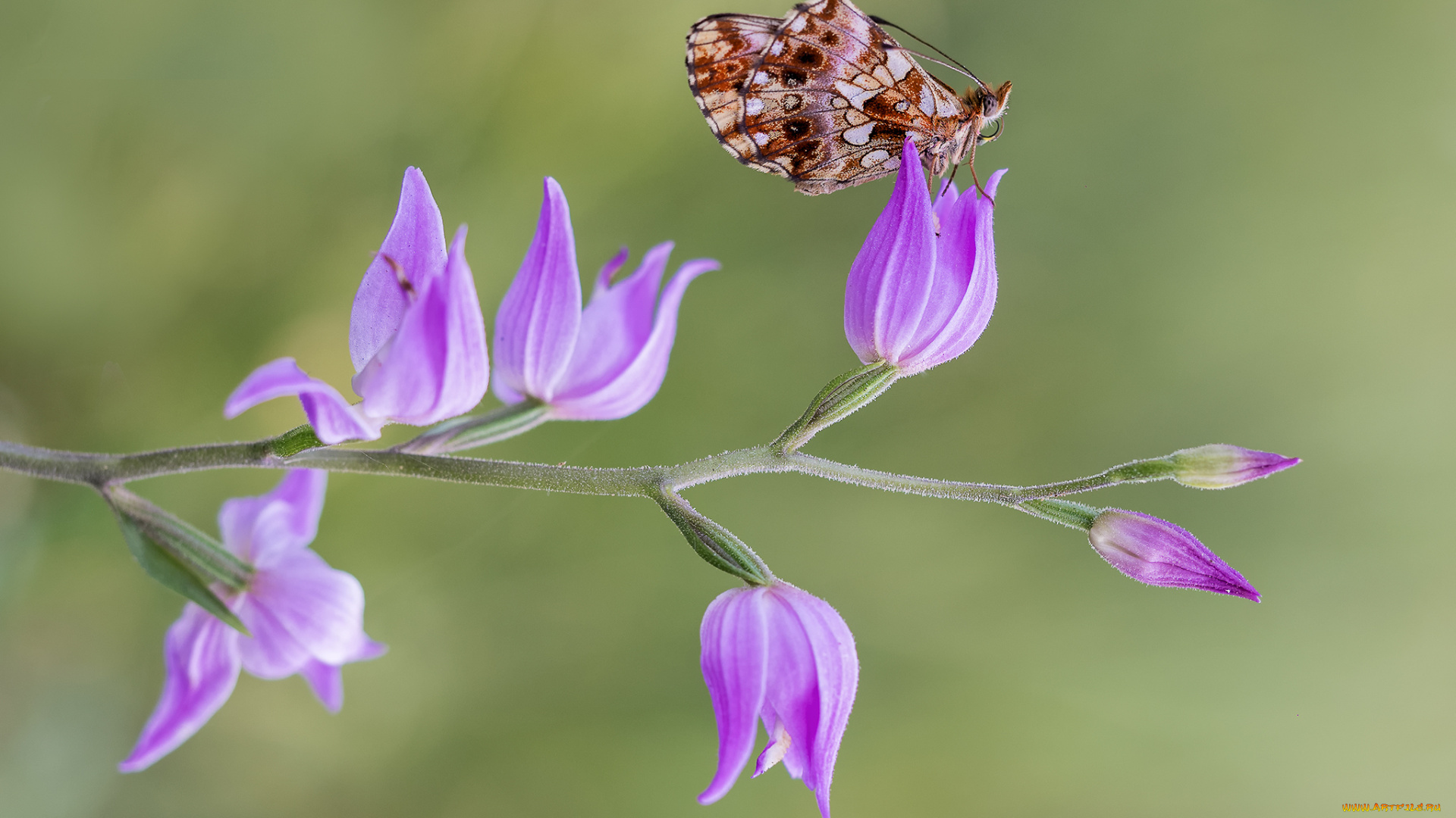 животные, бабочки, , мотыльки, , моли, бабочка, макро