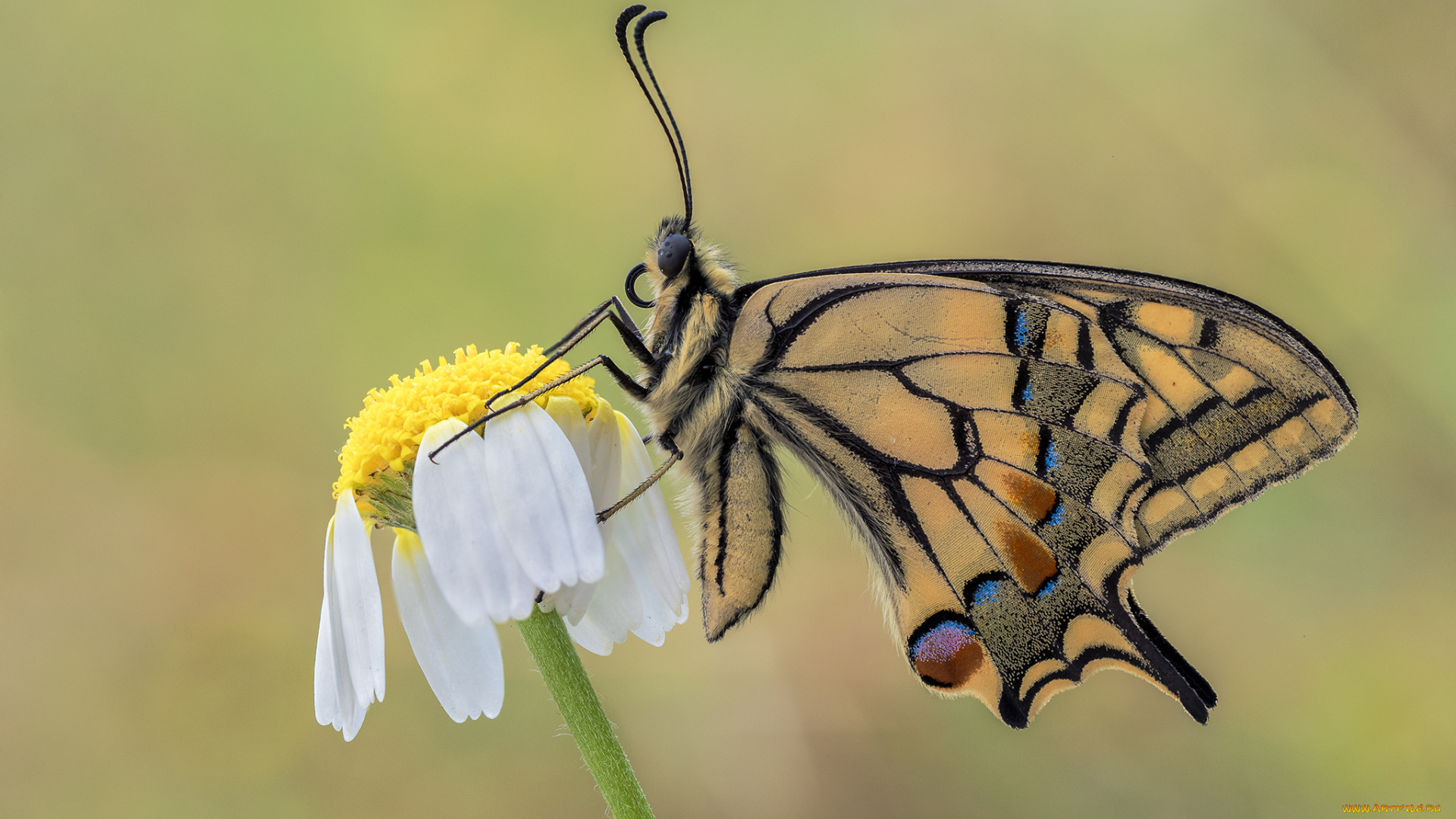животные, бабочки, , мотыльки, , моли, бабочка, макро