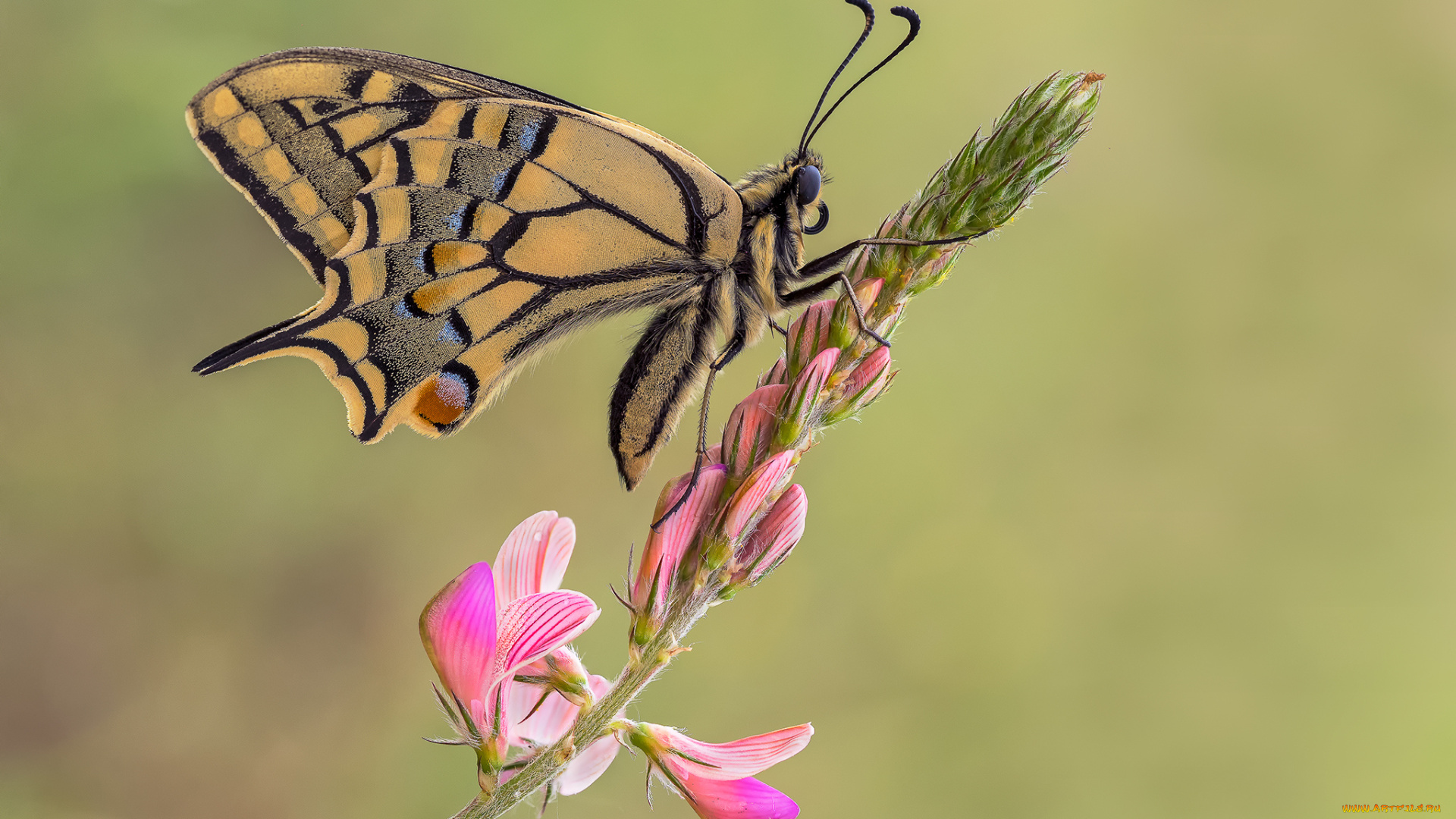 животные, бабочки, , мотыльки, , моли, бабочка, макро