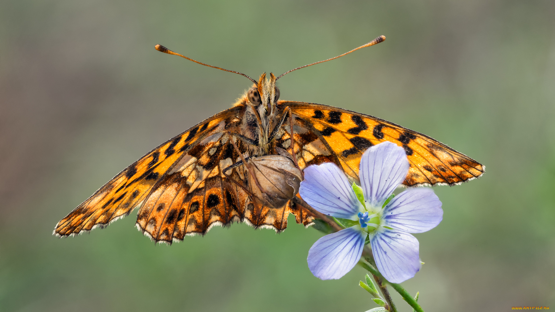 животные, бабочки, , мотыльки, , моли, бабочка, макро