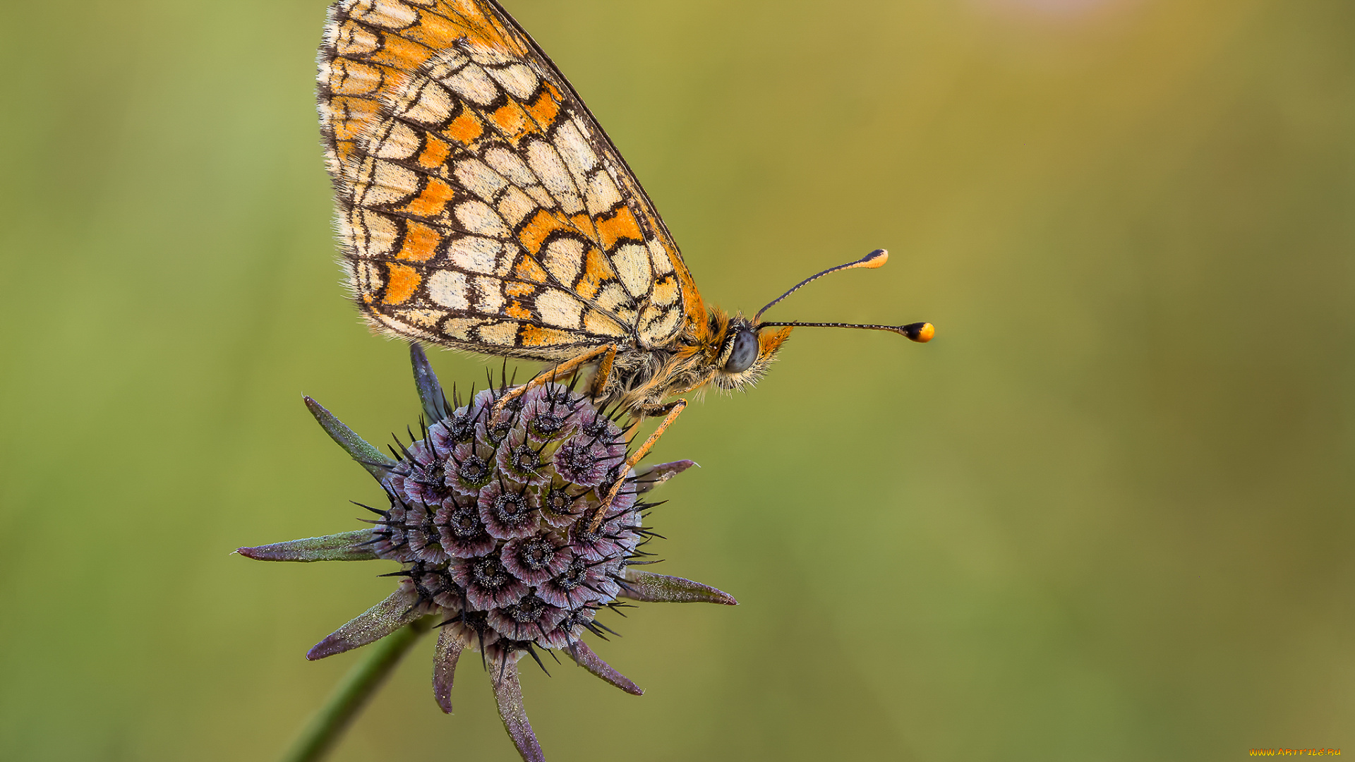животные, бабочки, , мотыльки, , моли, бабочка, макро