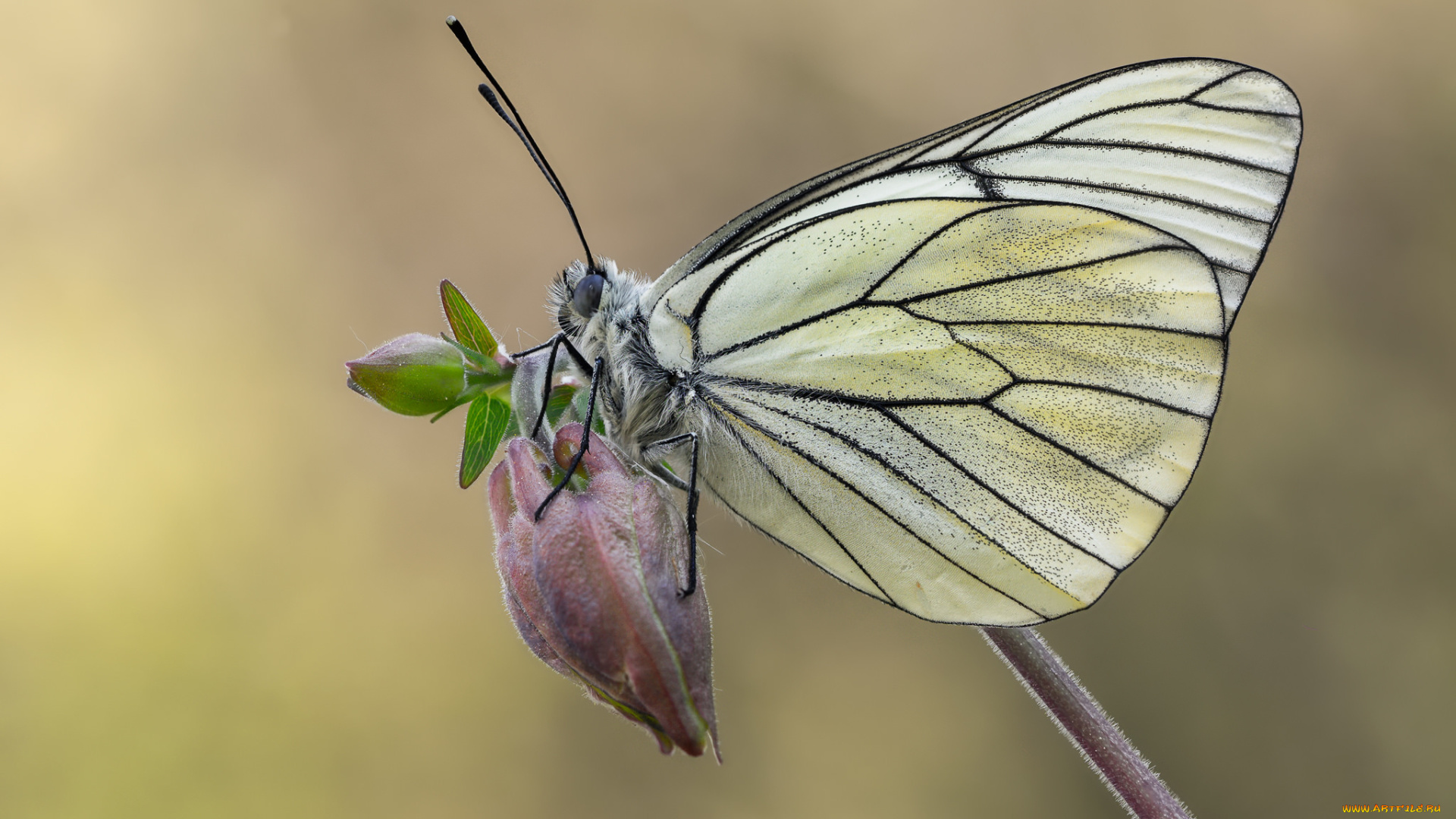 животные, бабочки, , мотыльки, , моли, бабочка, макро