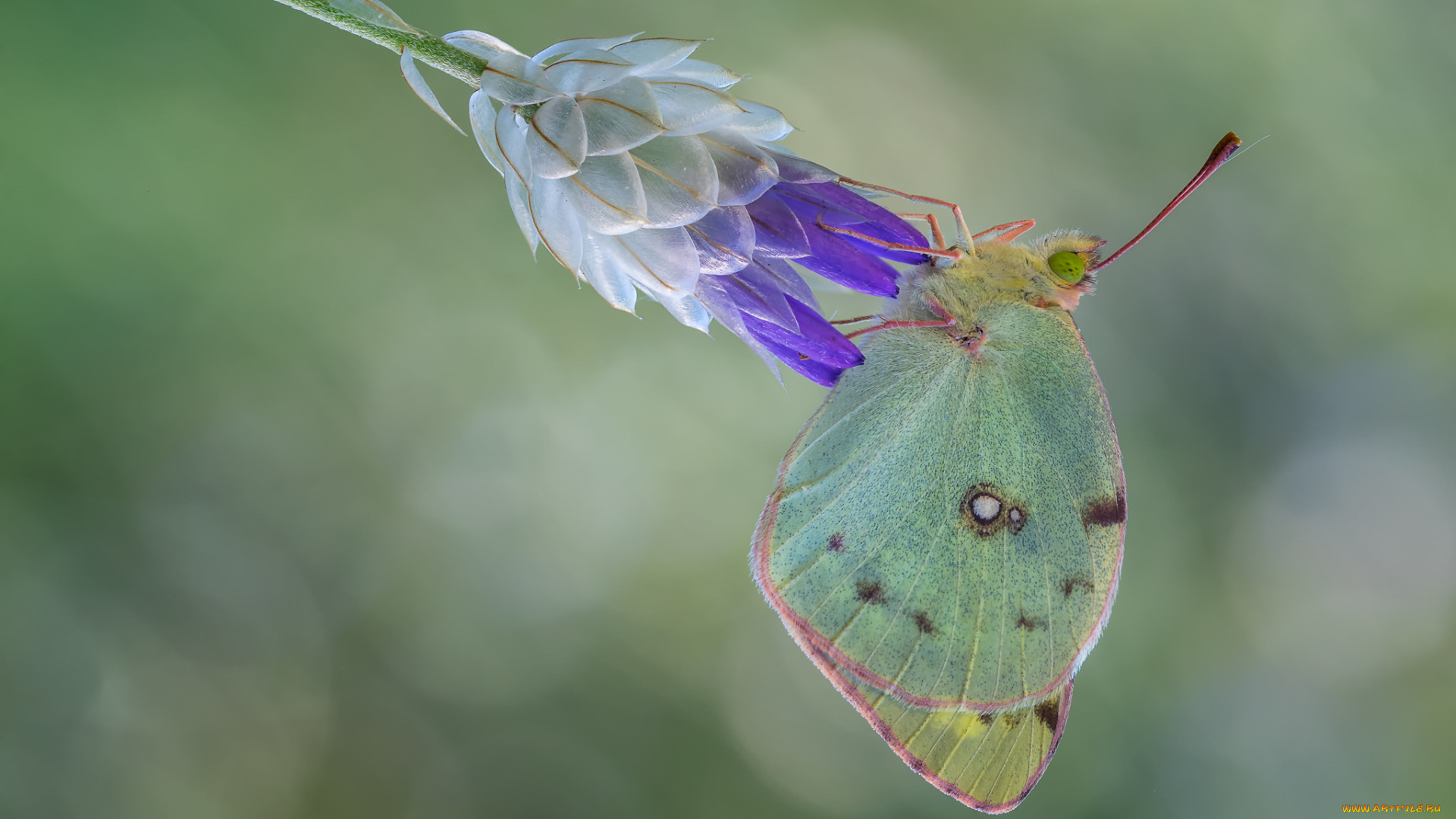 животные, бабочки, , мотыльки, , моли, макро, бабочка
