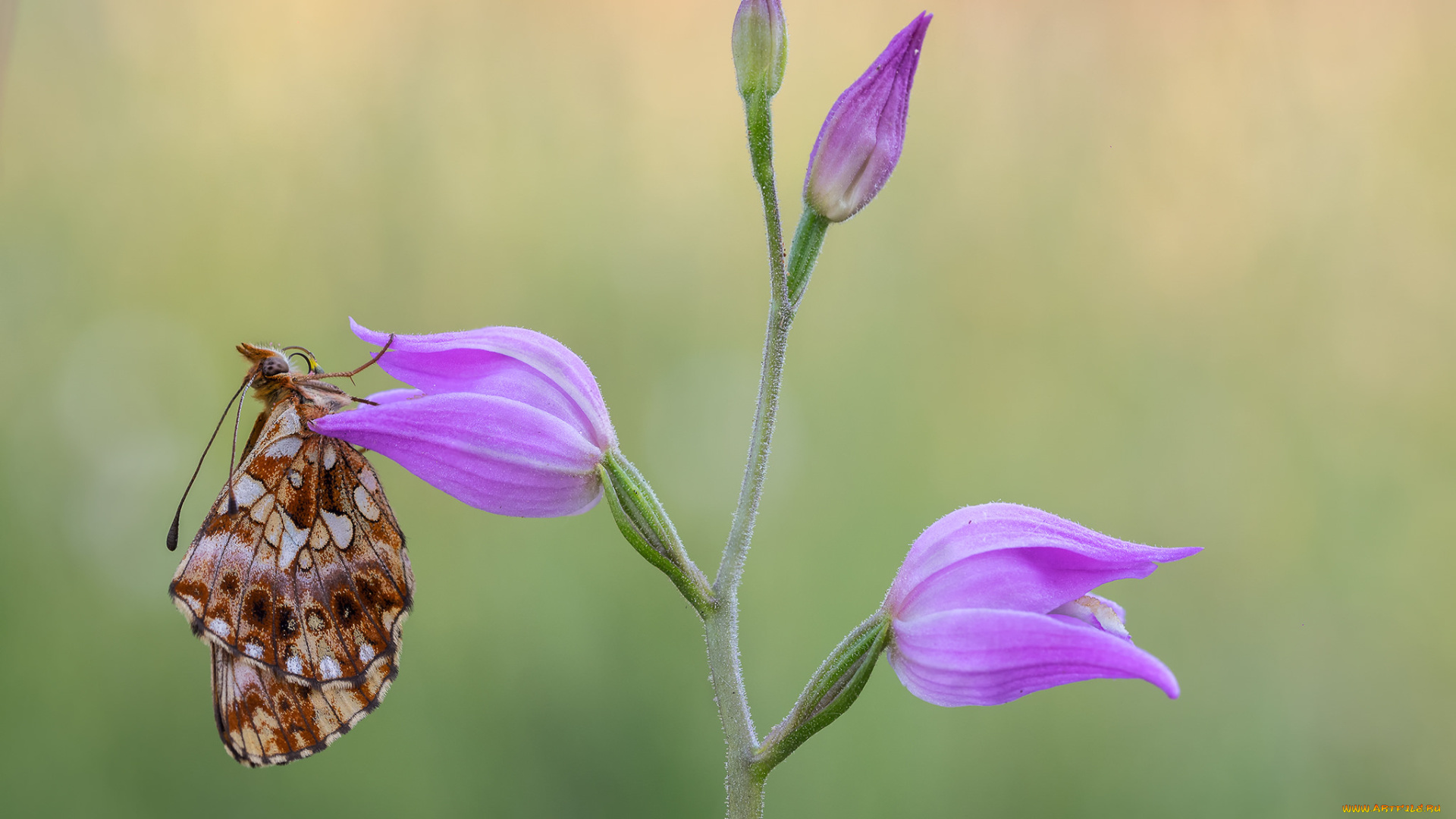 животные, бабочки, , мотыльки, , моли, макро, бабочка