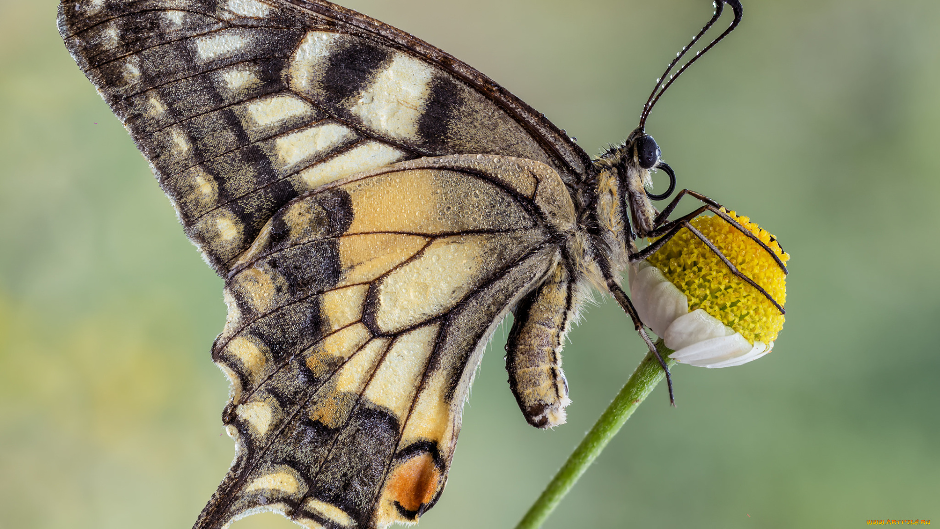 животные, бабочки, , мотыльки, , моли, макро, бабочка