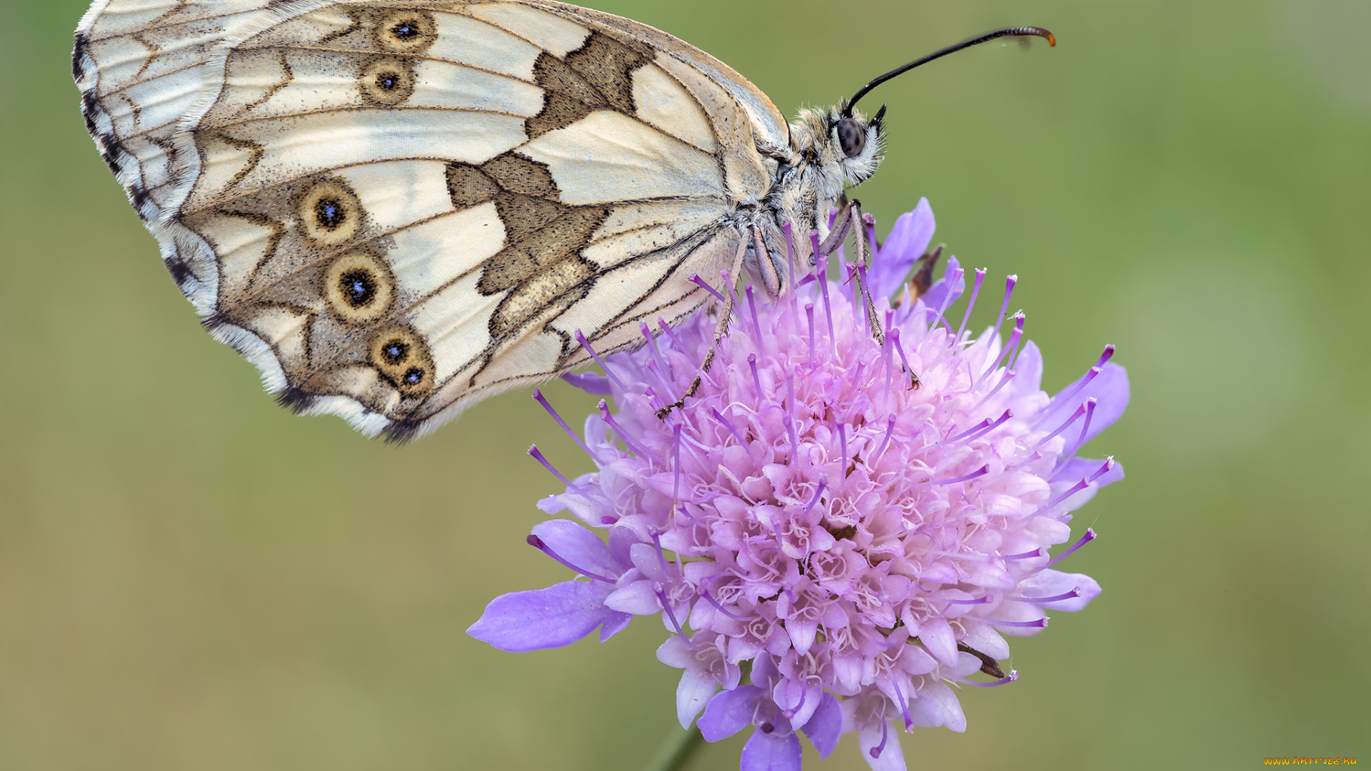 животные, бабочки, , мотыльки, , моли, макро, бабочка
