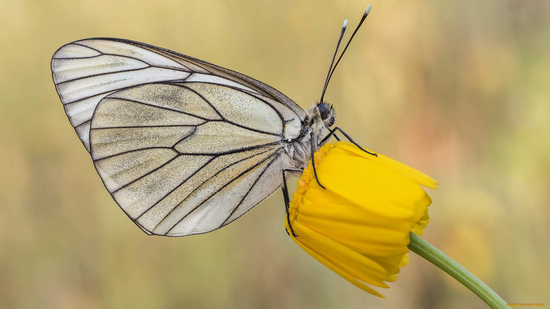 животные, бабочки, , мотыльки, , моли, макро, бабочка