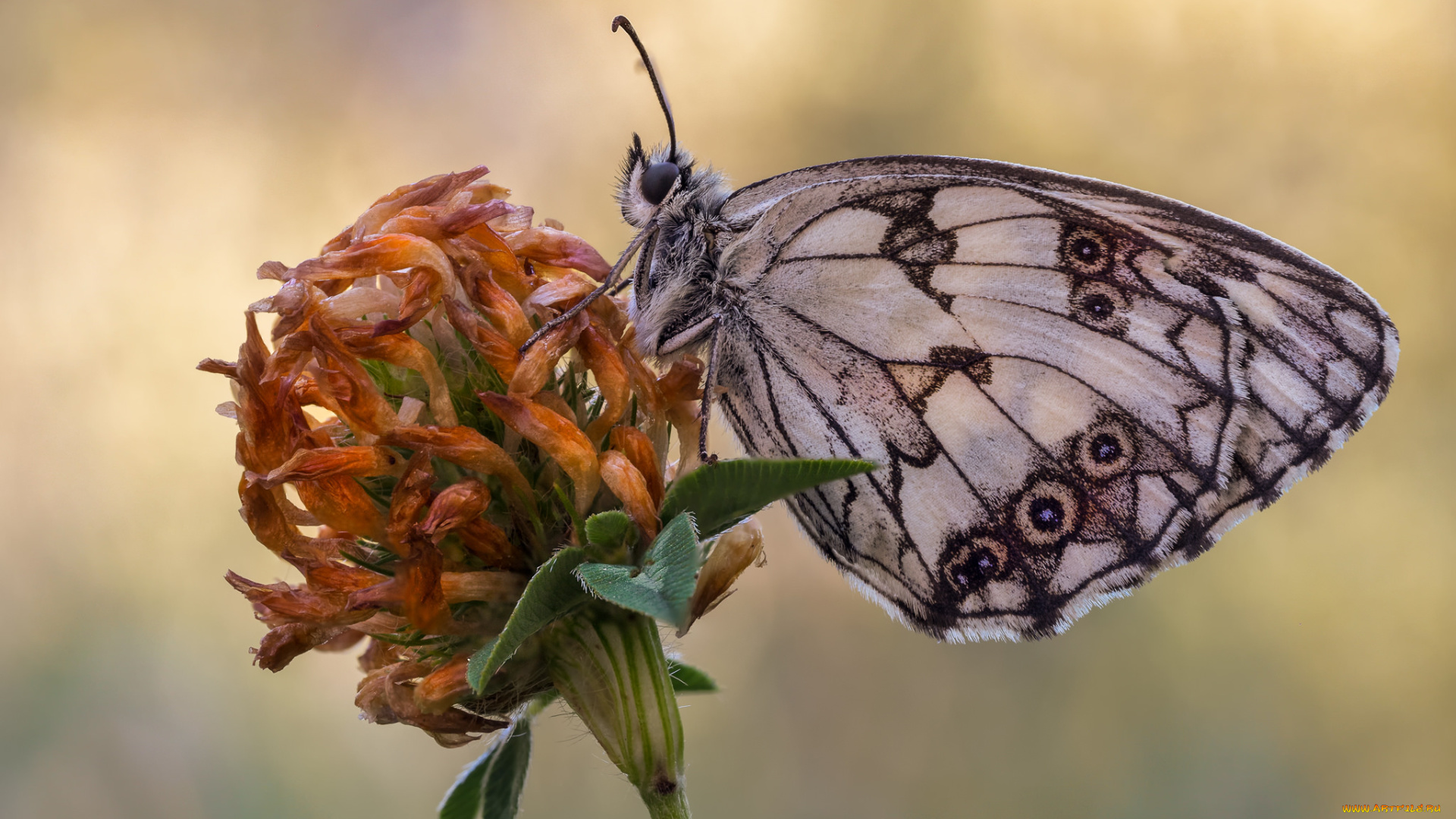 животные, бабочки, , мотыльки, , моли, макро, бабочка