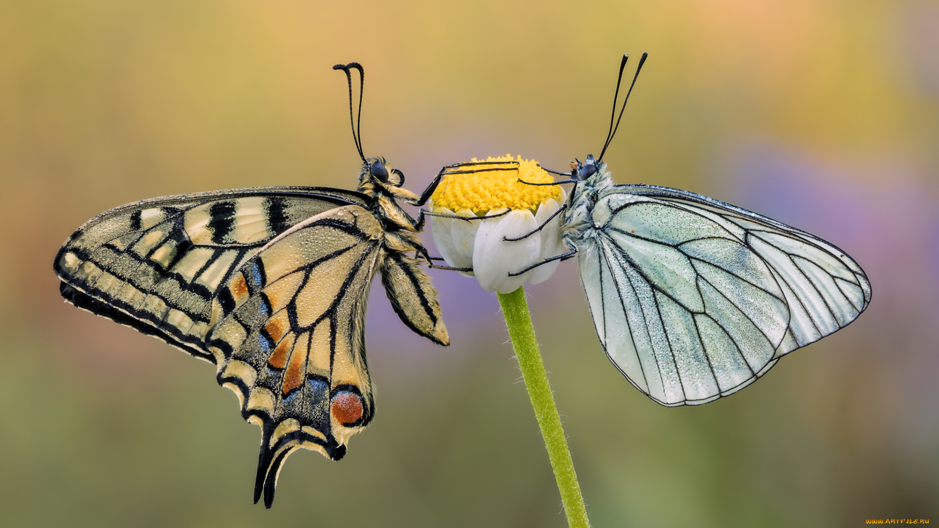 животные, бабочки, , мотыльки, , моли, макро