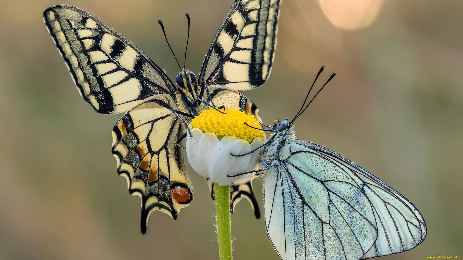 животные, бабочки, , мотыльки, , моли, макро