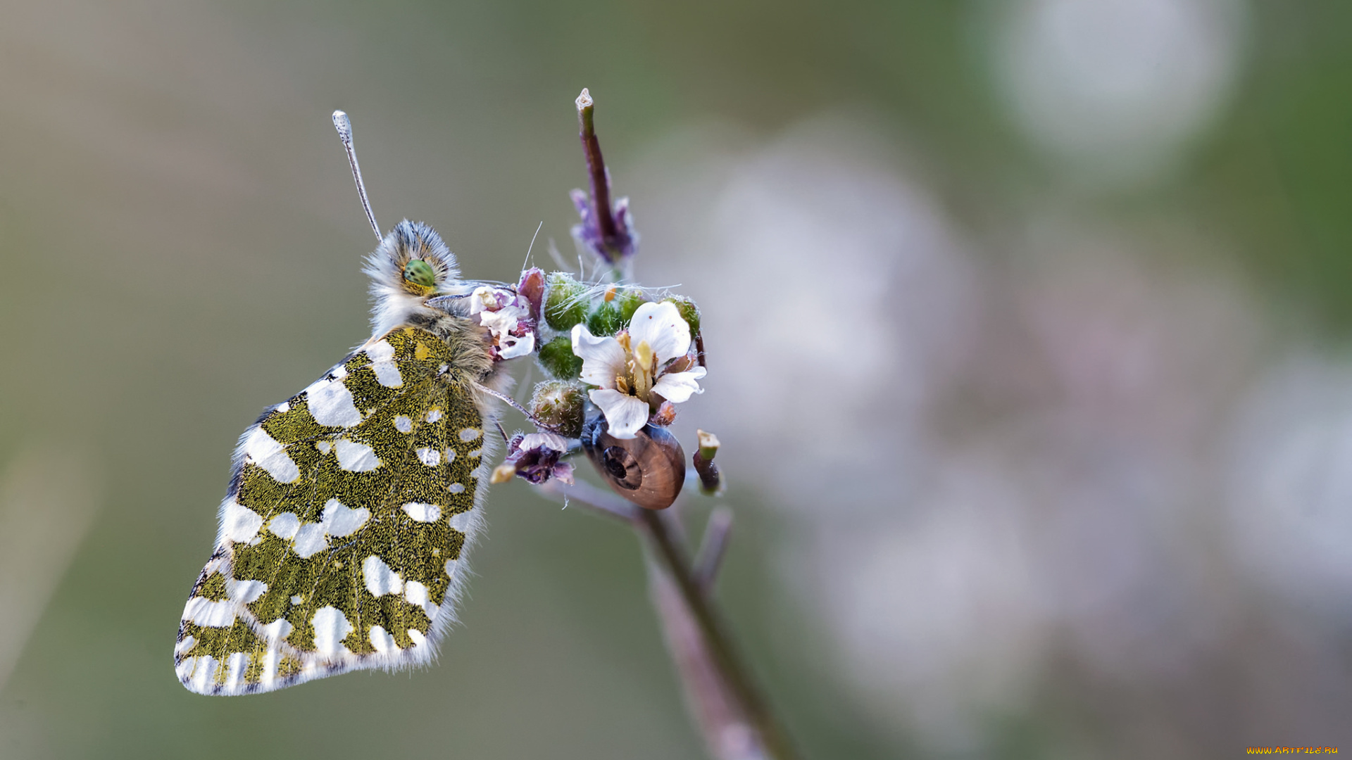 животные, бабочки, , мотыльки, , моли, макро