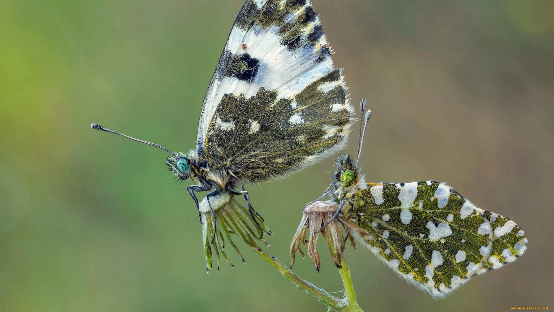 животные, бабочки, , мотыльки, , моли, макро