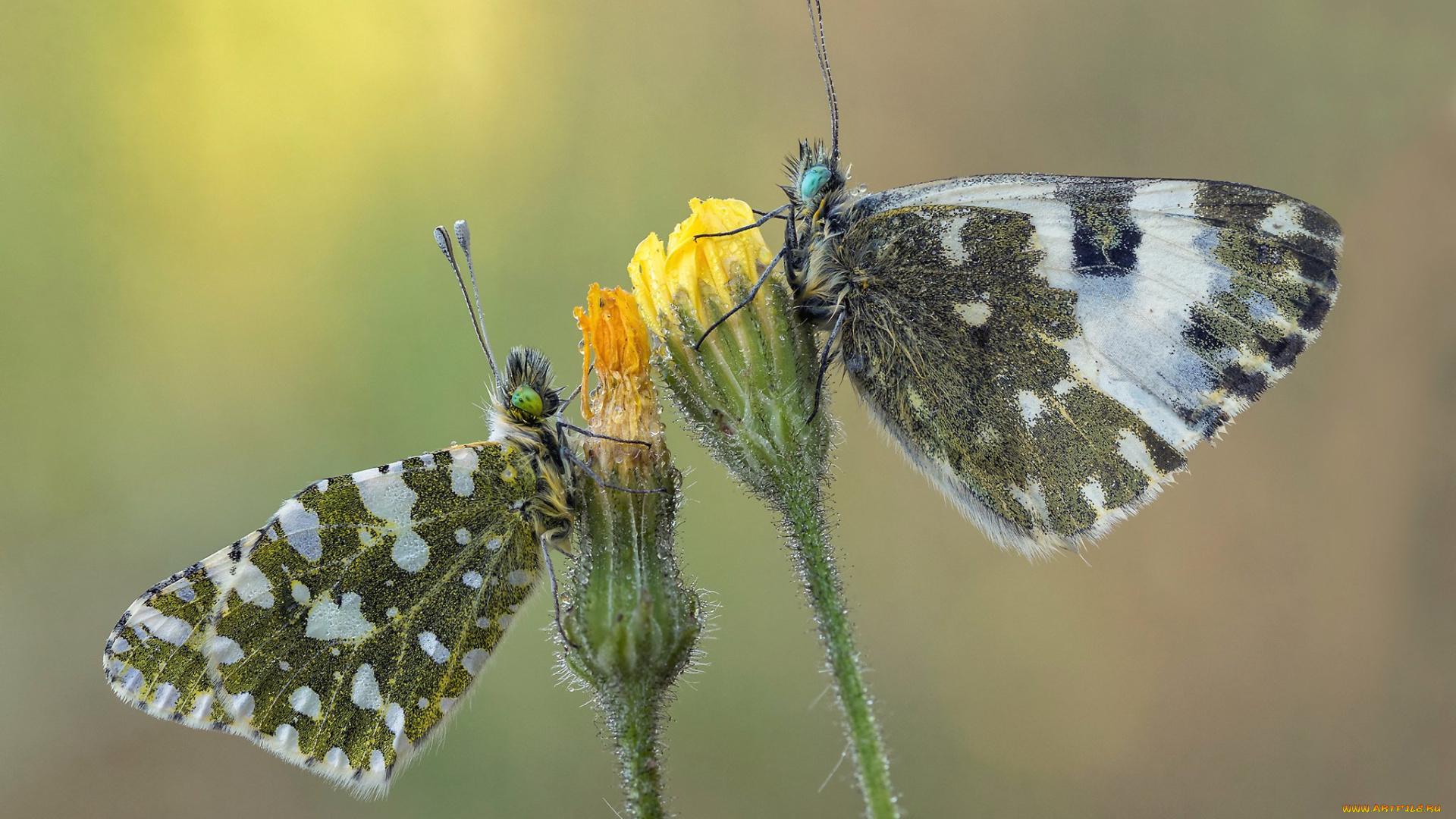 животные, бабочки, , мотыльки, , моли, макро