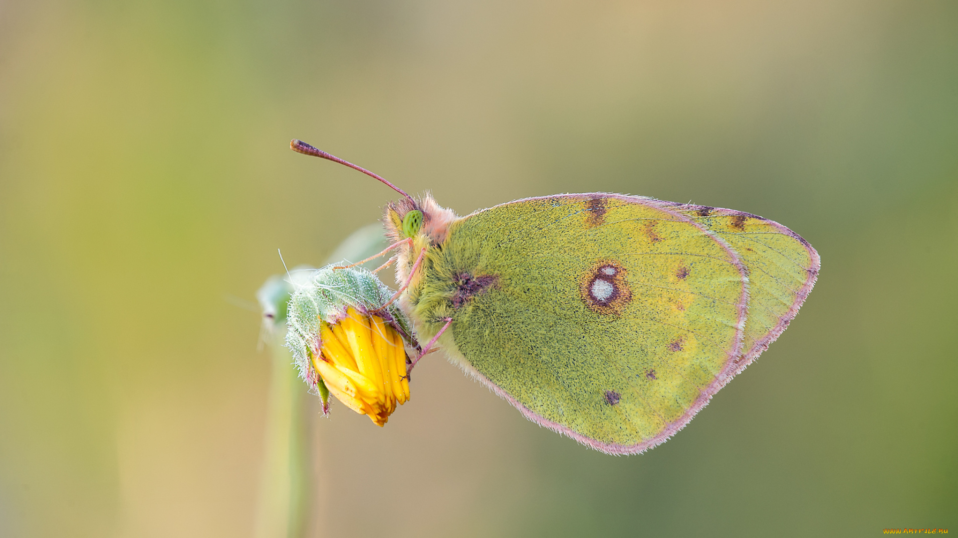 животные, бабочки, , мотыльки, , моли, макро