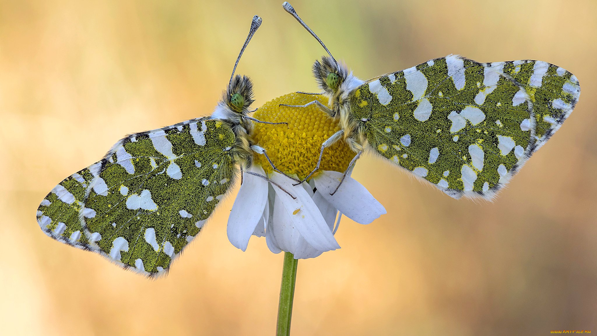 животные, бабочки, , мотыльки, , моли, макро