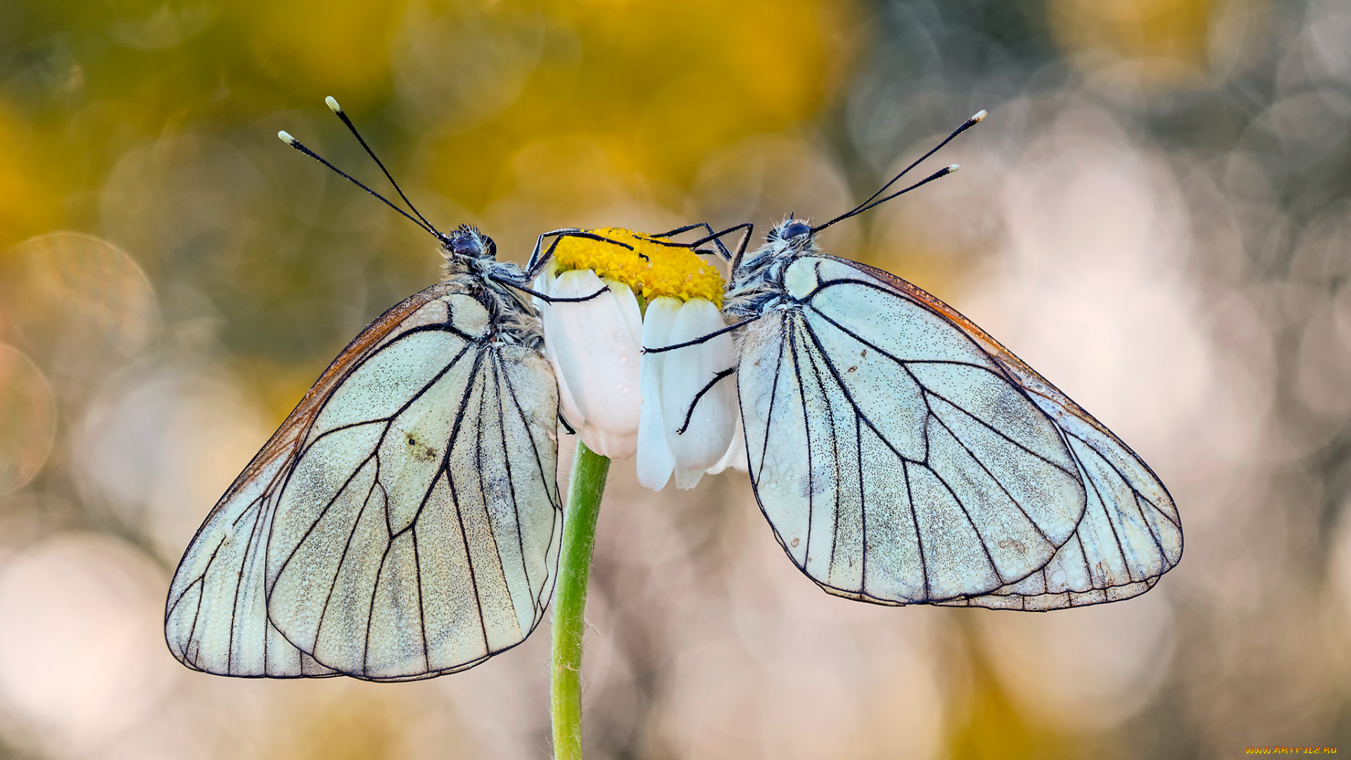 животные, бабочки, , мотыльки, , моли, макро
