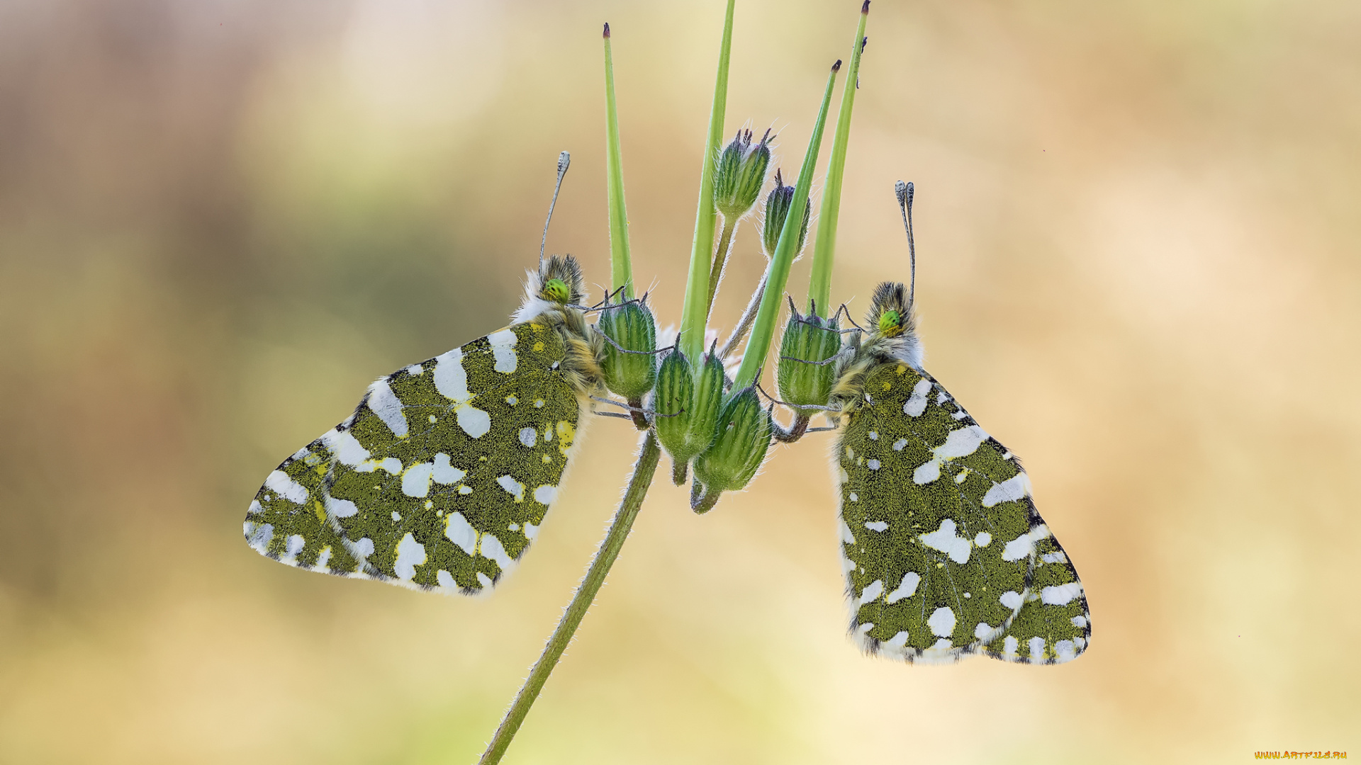 животные, бабочки, , мотыльки, , моли, макро