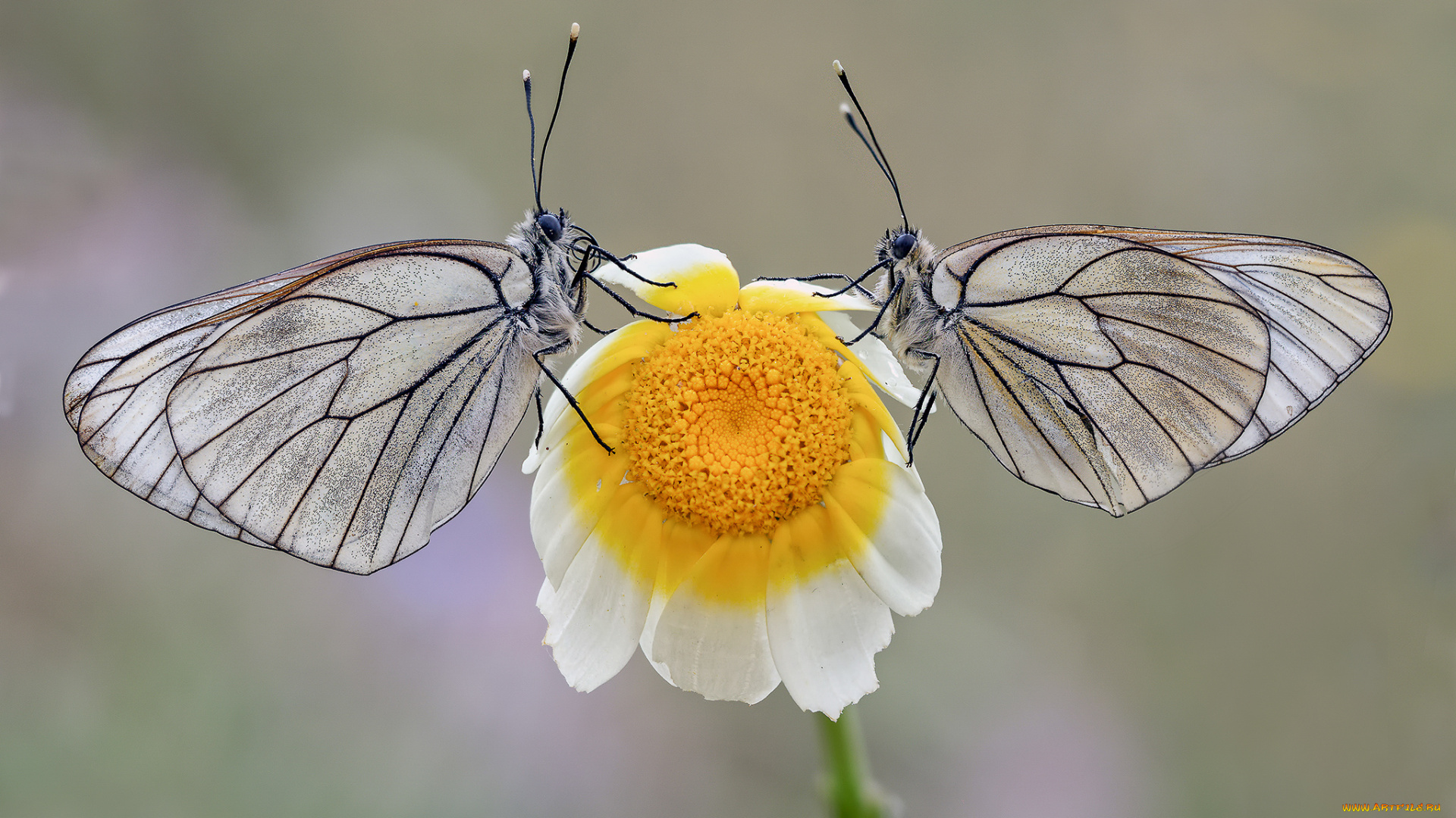 животные, бабочки, , мотыльки, , моли, макро