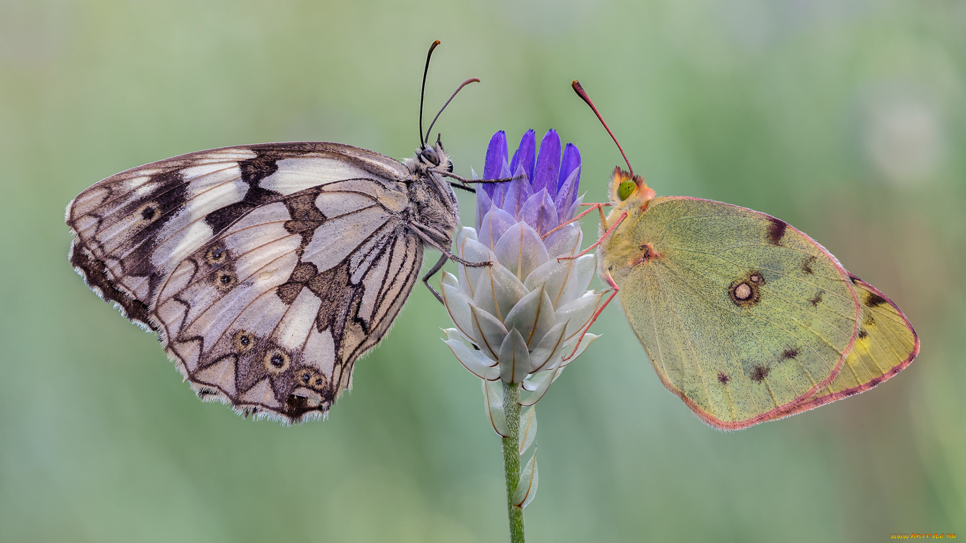 животные, бабочки, , мотыльки, , моли, макро