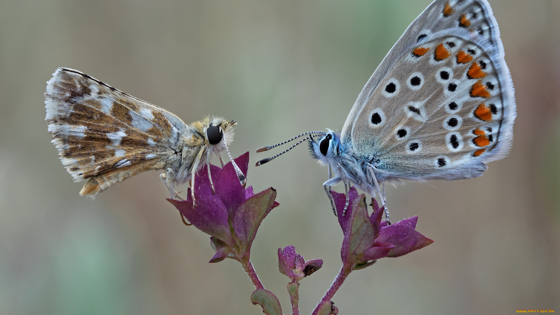 животные, бабочки, , мотыльки, , моли, макро