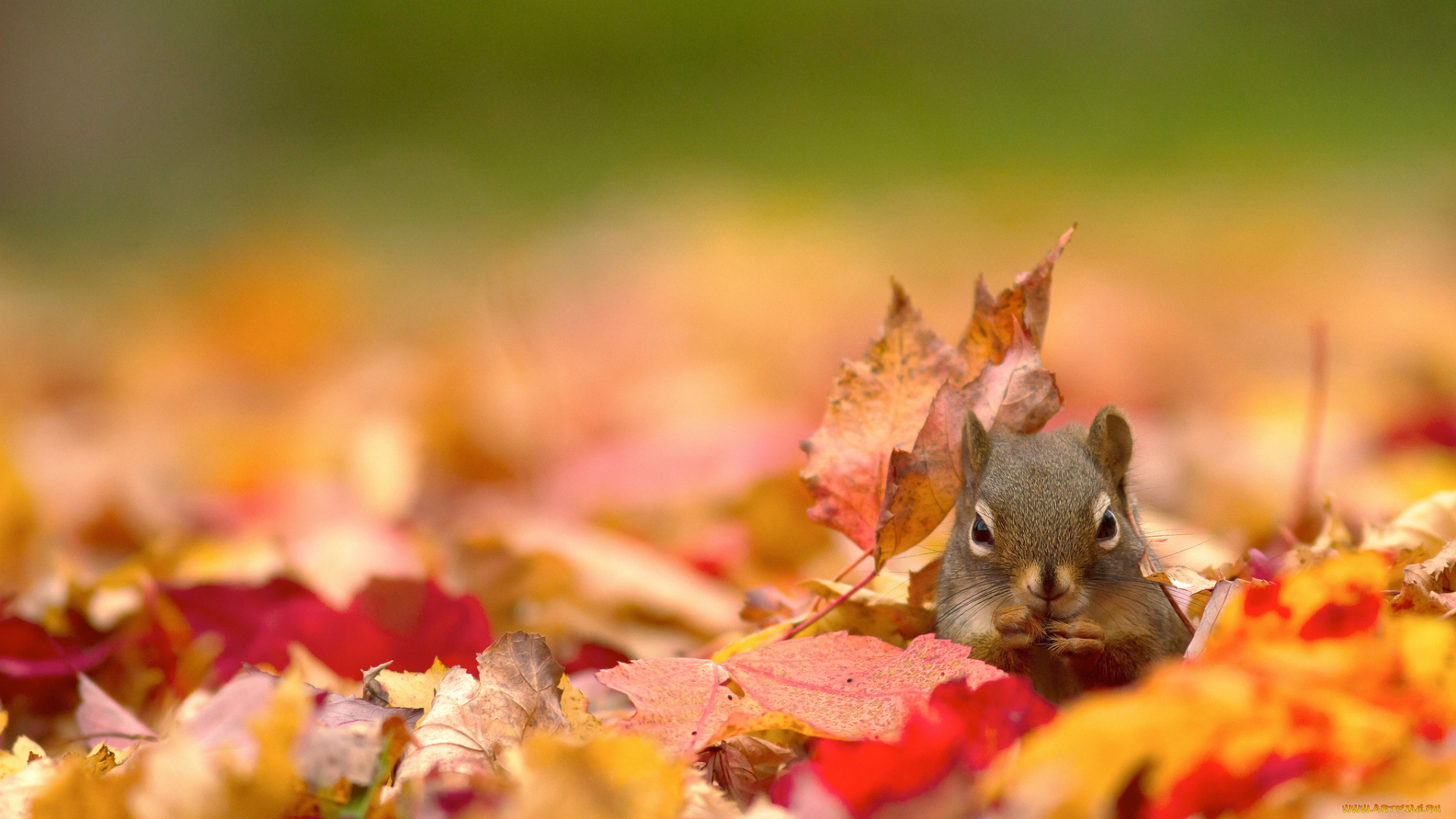 животные, белки, белка, листья, осень, природа