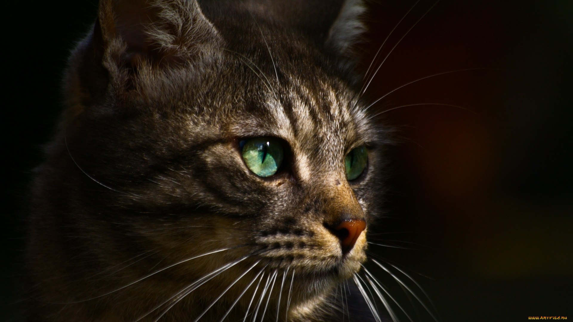 животные, коты, черный, фон