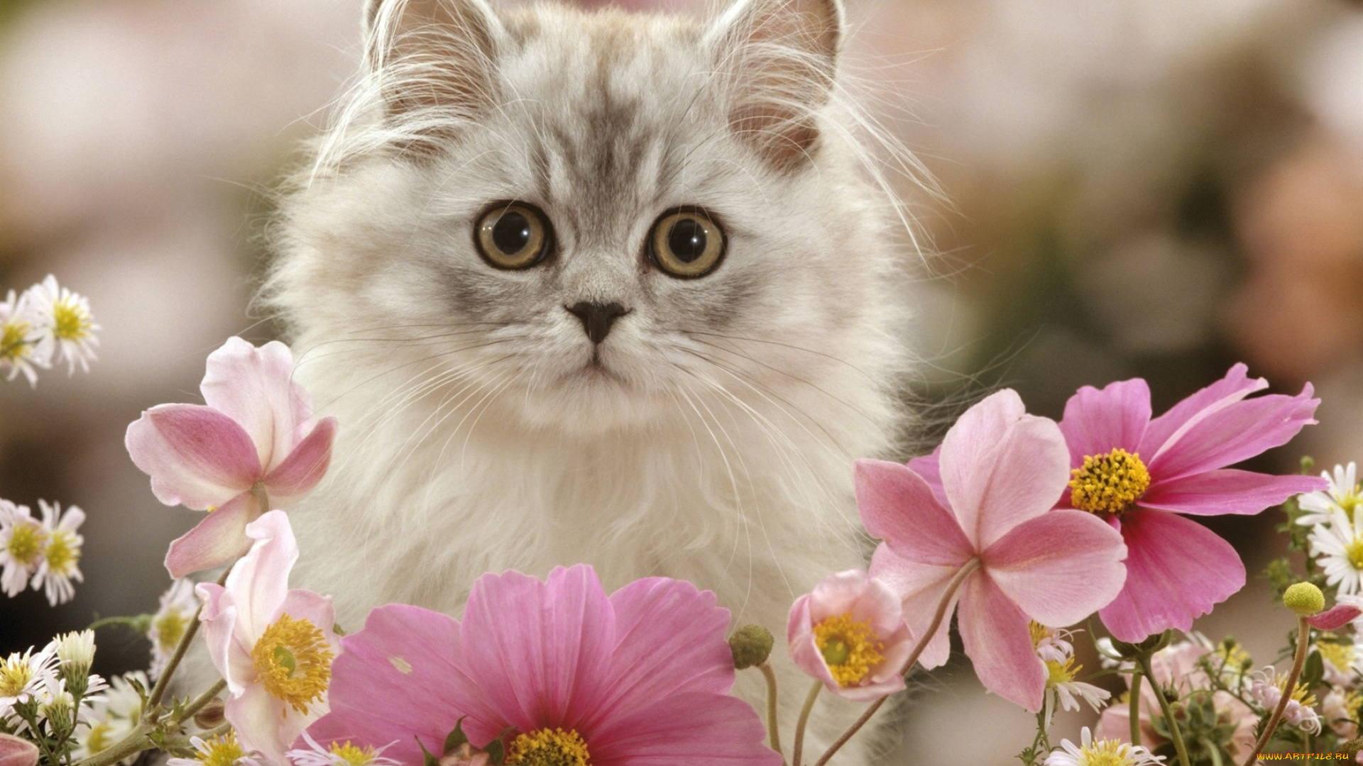 животные, коты, цветы, космея, котенок, пушистый