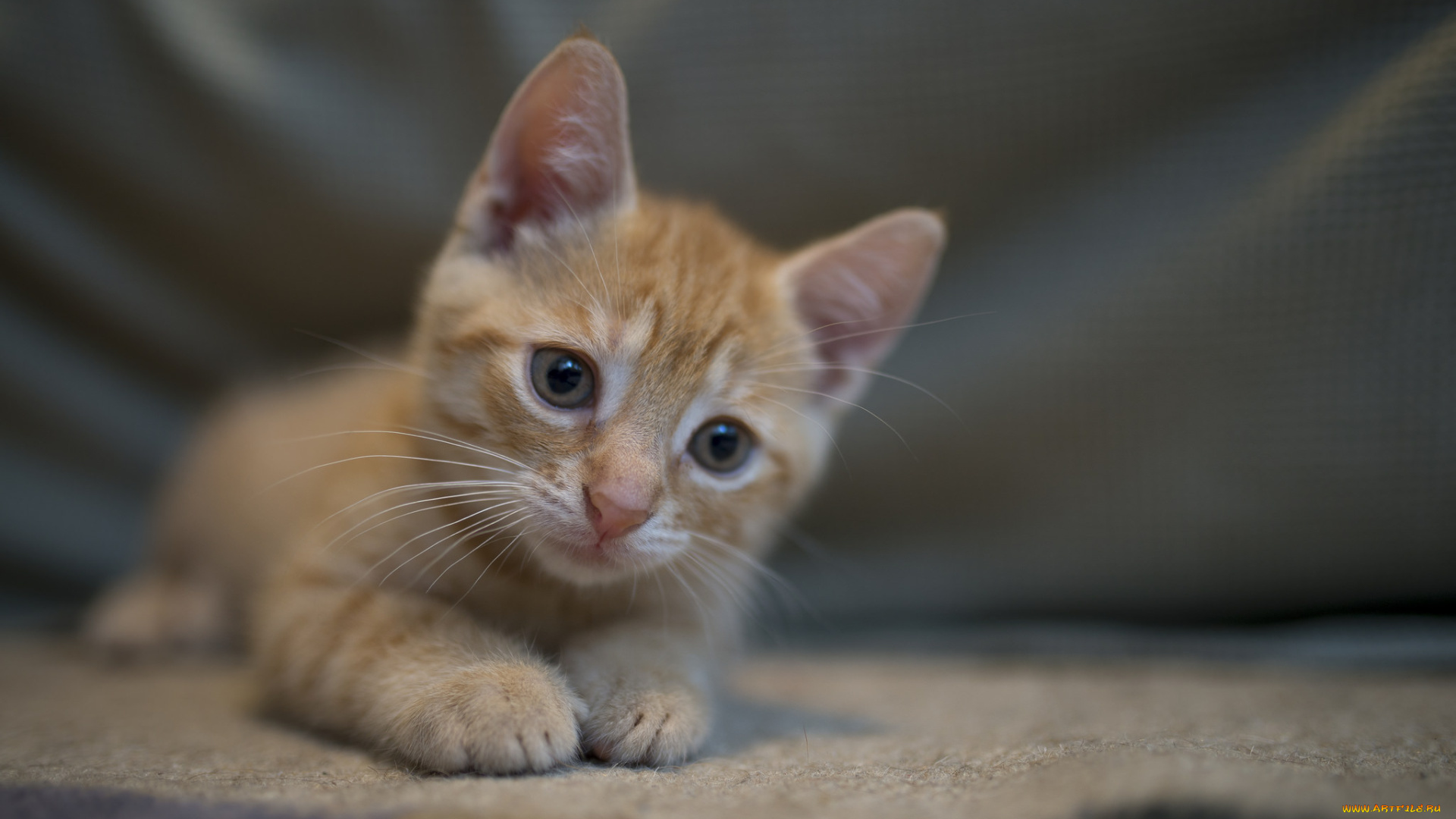 животные, коты, котик, рыжик, милый, интерес