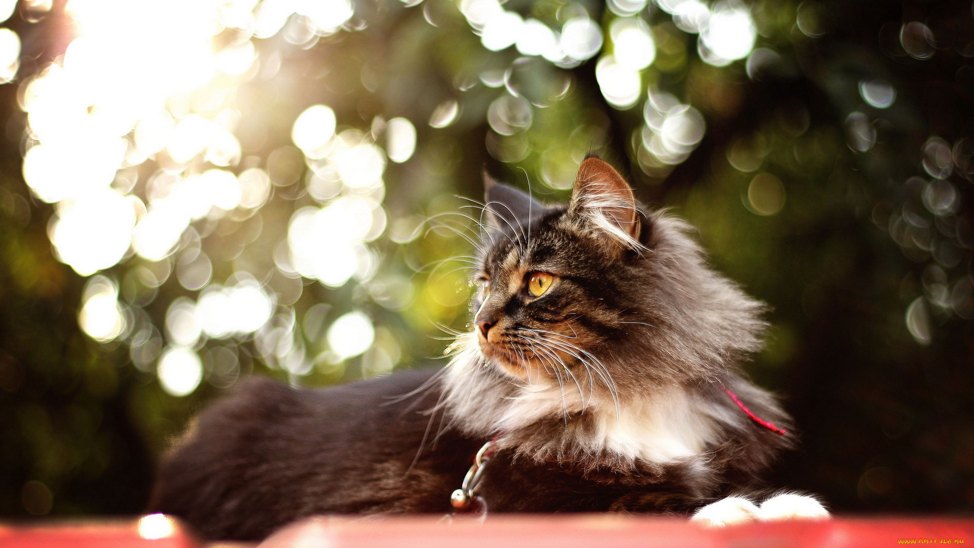 животные, коты, профиль