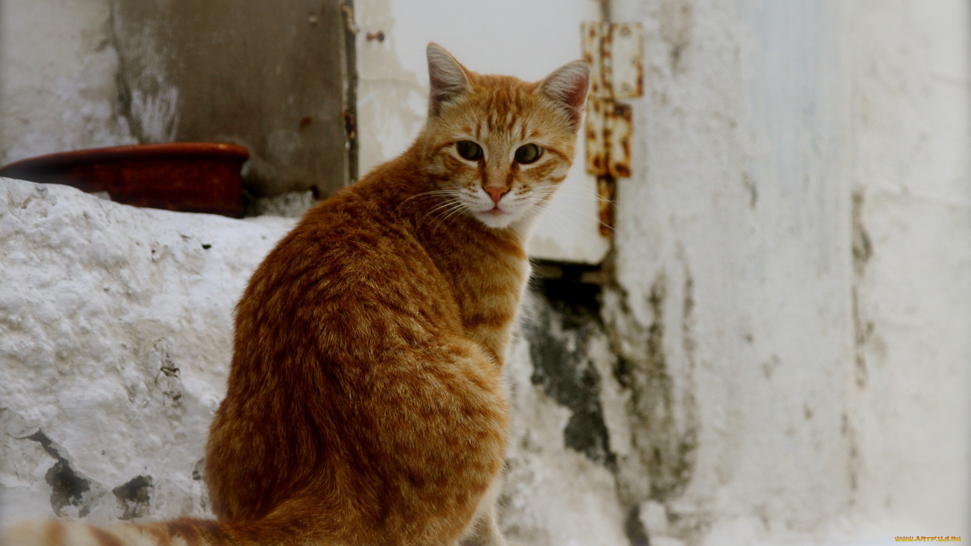 животные, коты, рыжий, цвет