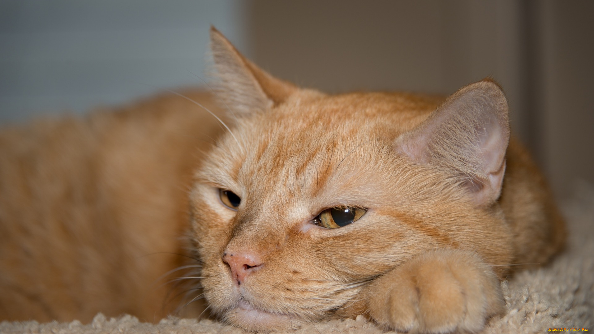 животные, коты, рыжий, цвет