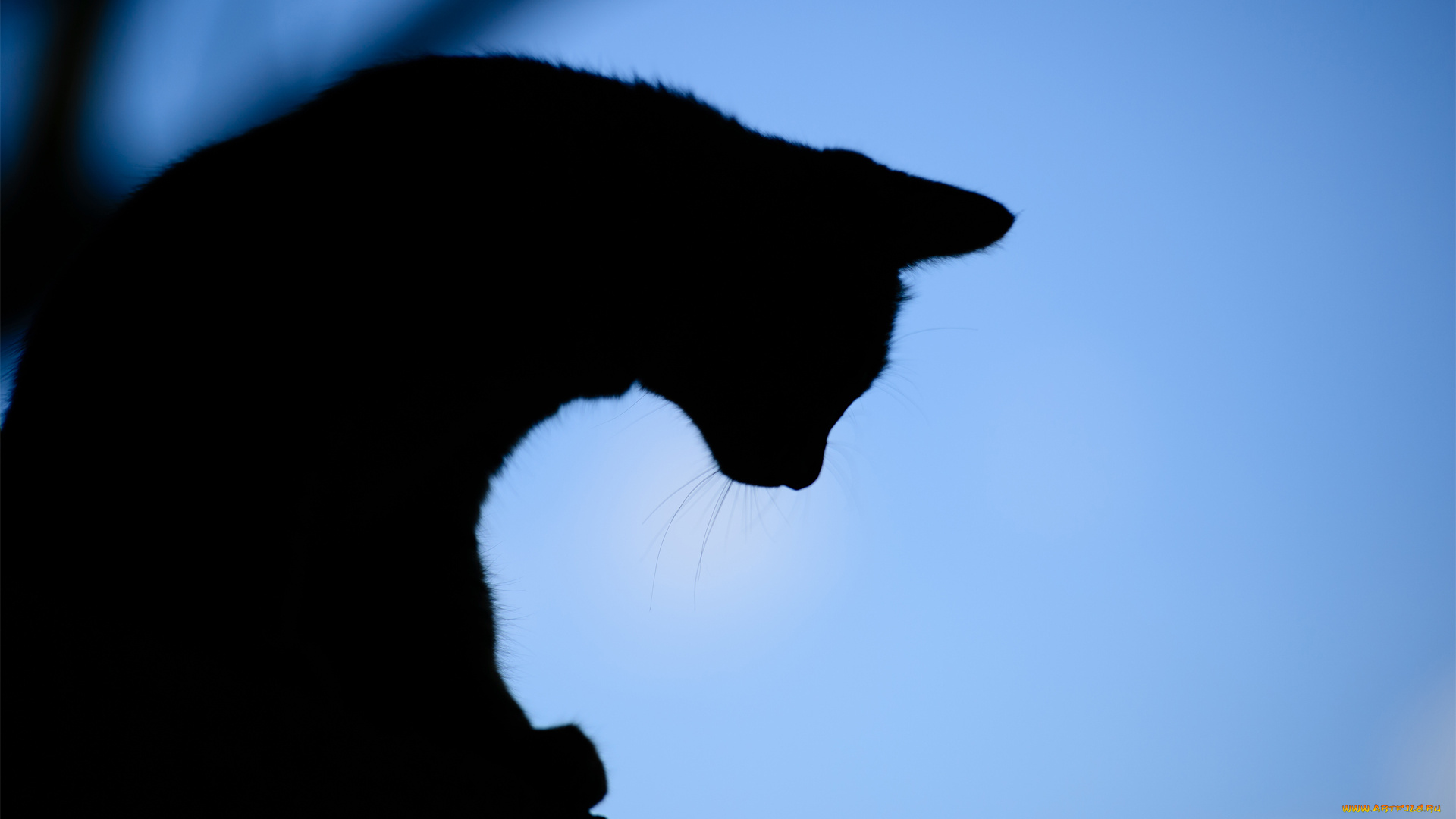 животные, коты, силуэт