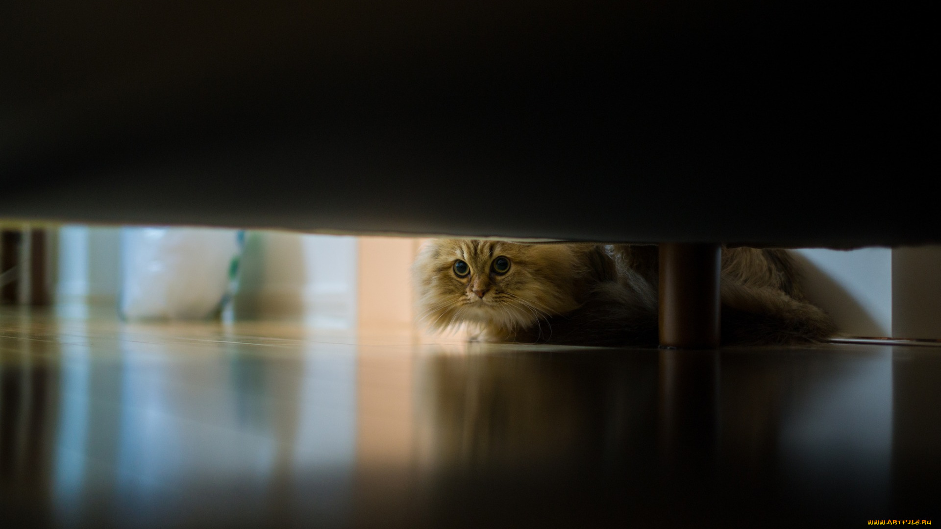 животные, коты, взгляд